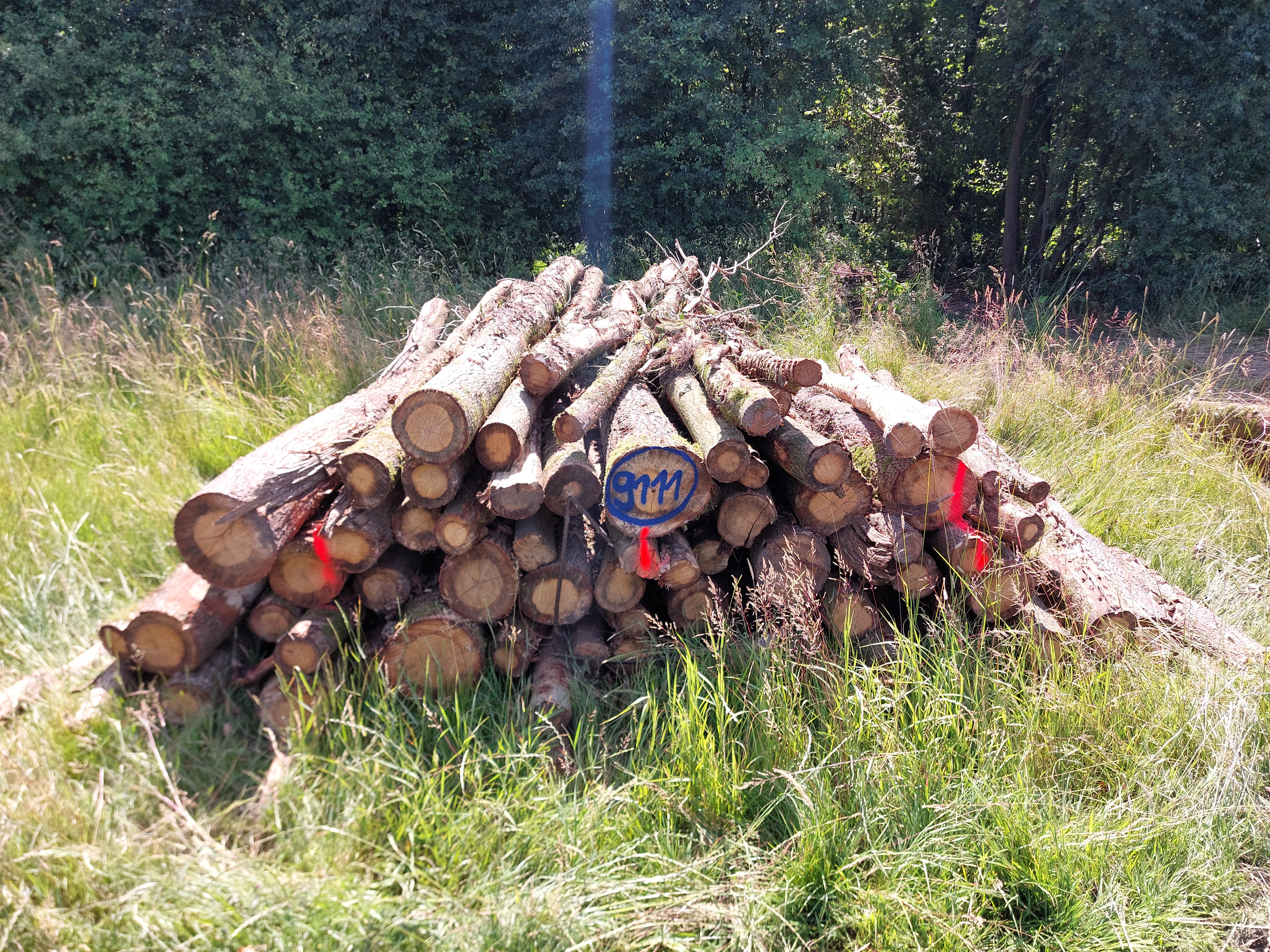 Eiche, Polter-Nr. 9111