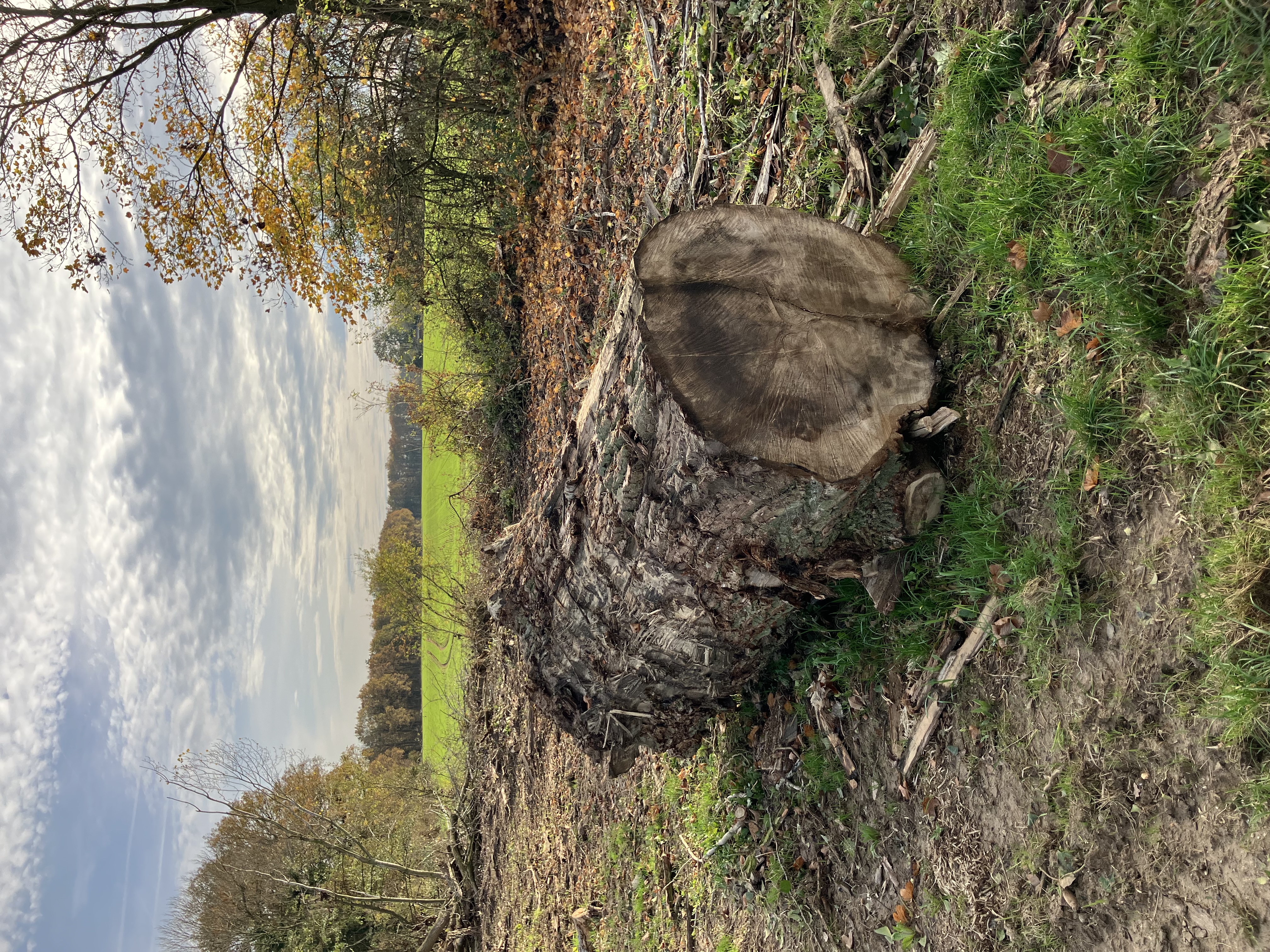 Pappel, Polter-Nr. 6647