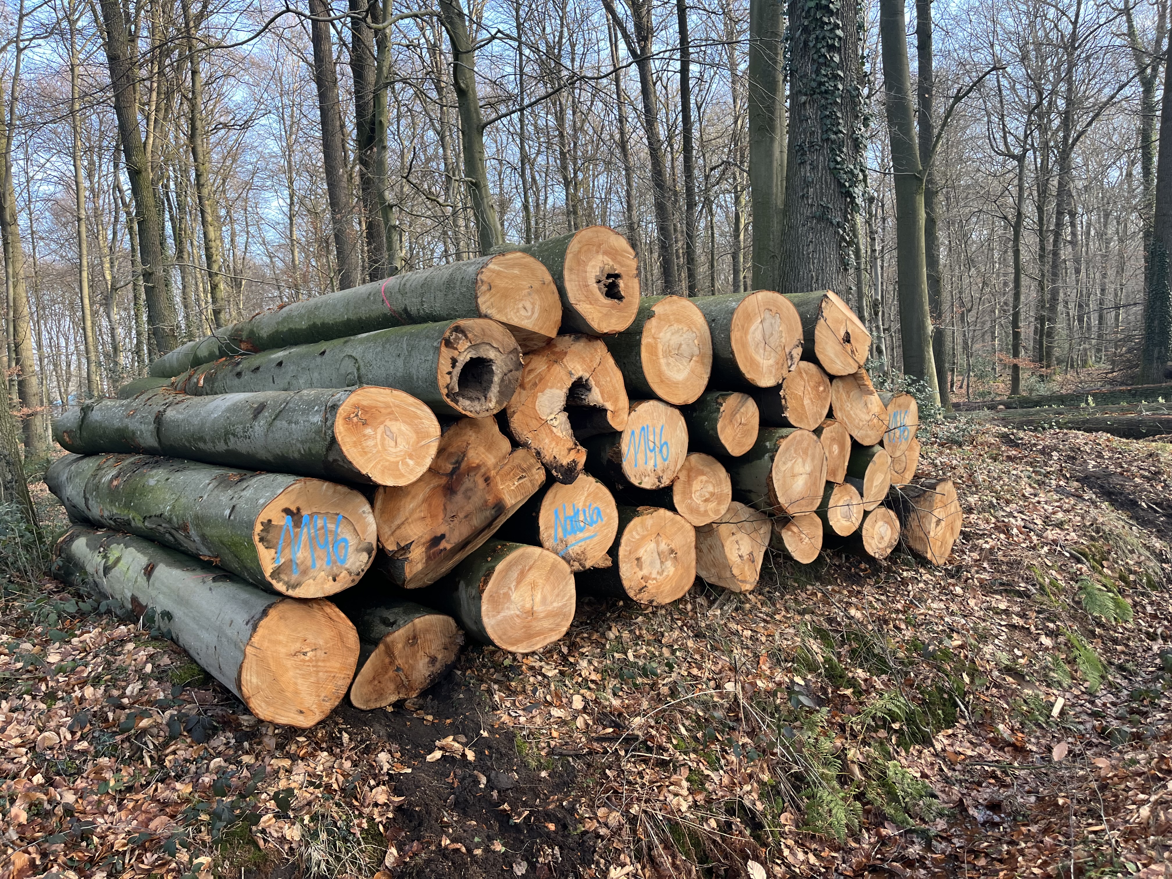 Buche, Polter-Nr. 1146