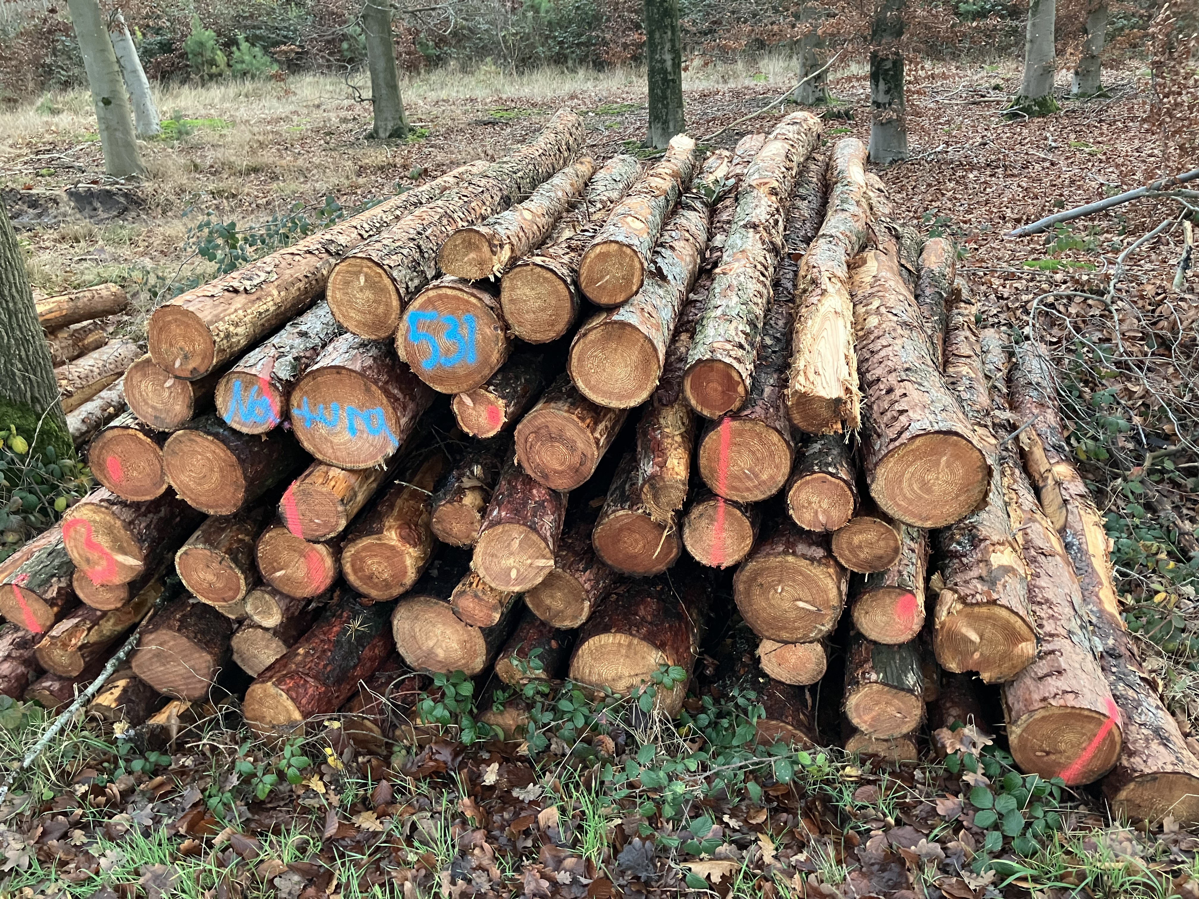 Lärche, Polter-Nr. 531