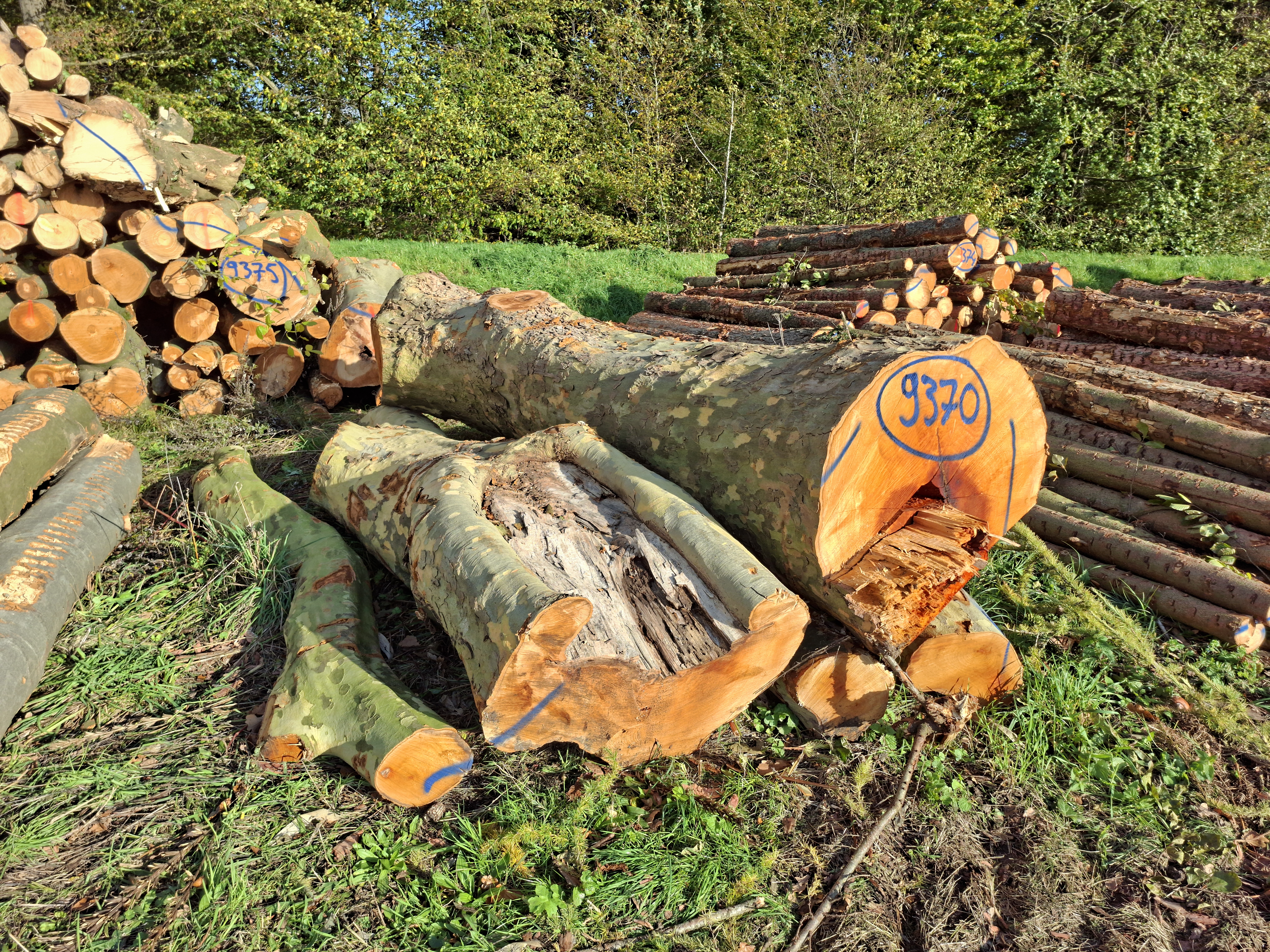 Laub sonst/Platane, Polter-Nr. 9370