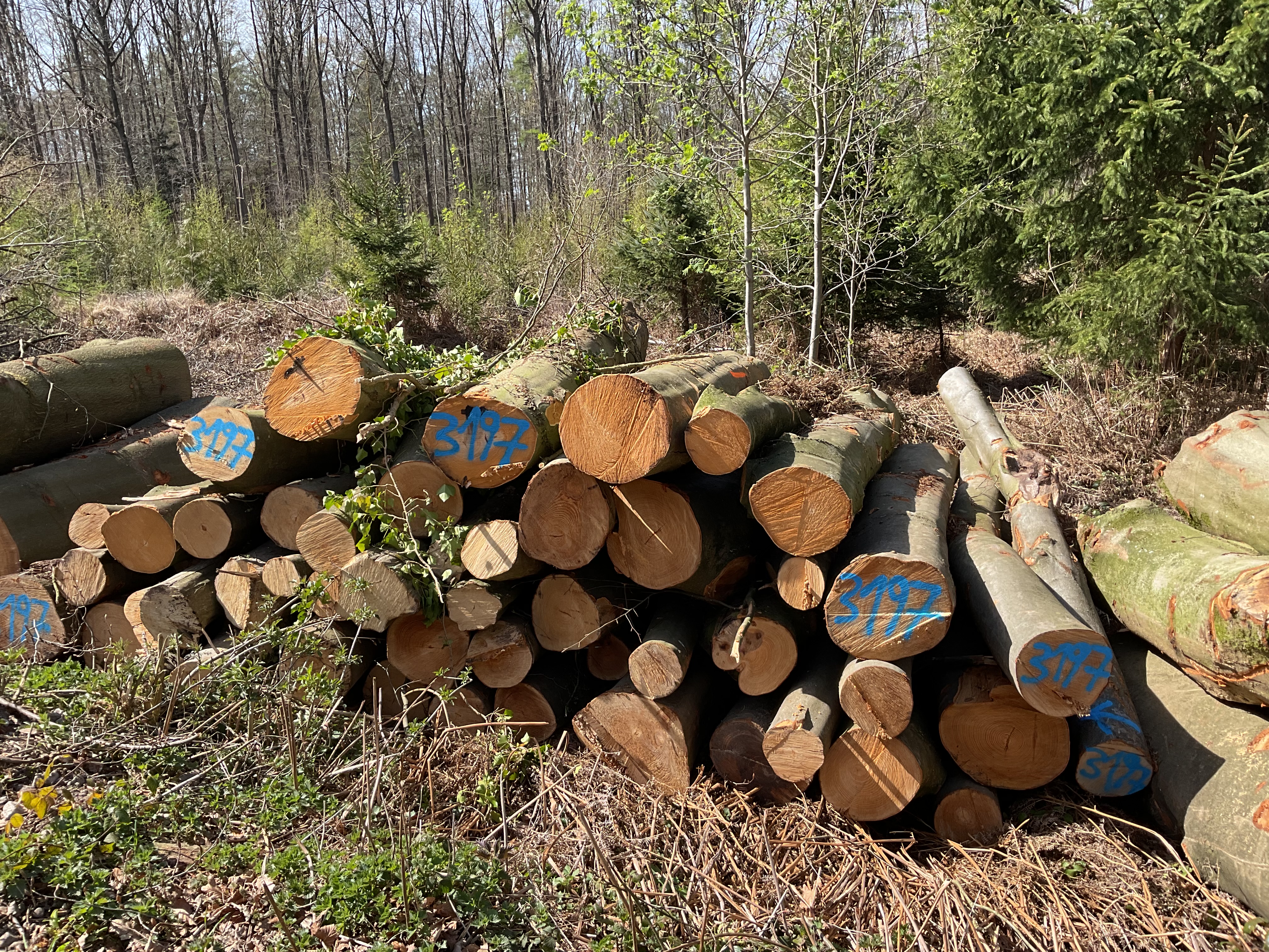 Buche, Polter-Nr. 3197