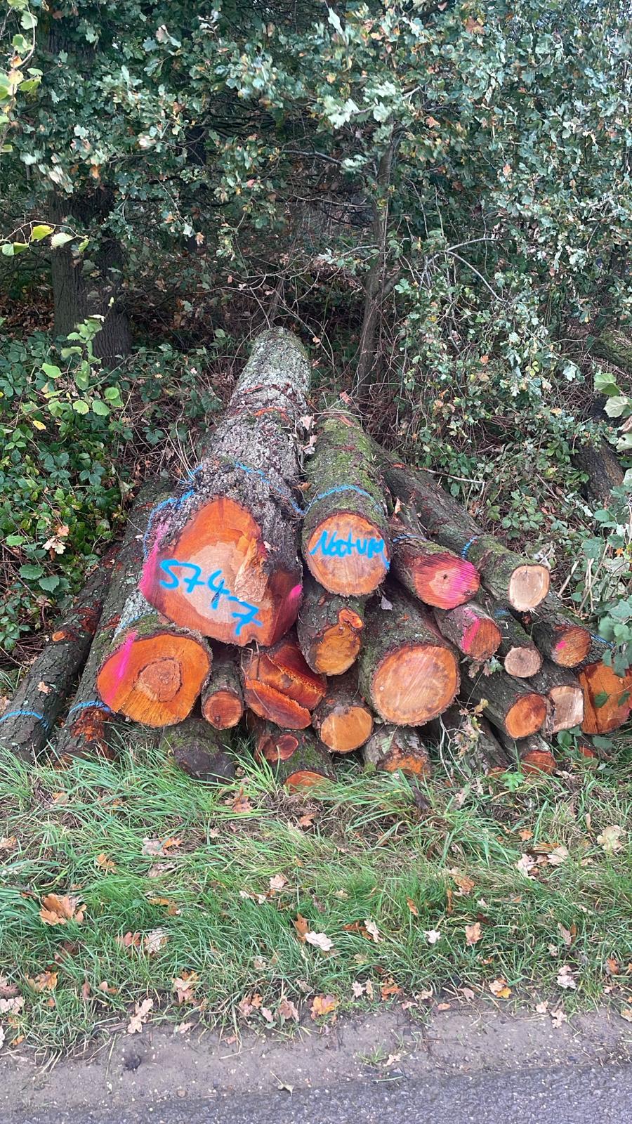 Erle, Polter-Nr. 5747 Erle, Polter-Nr. 5747