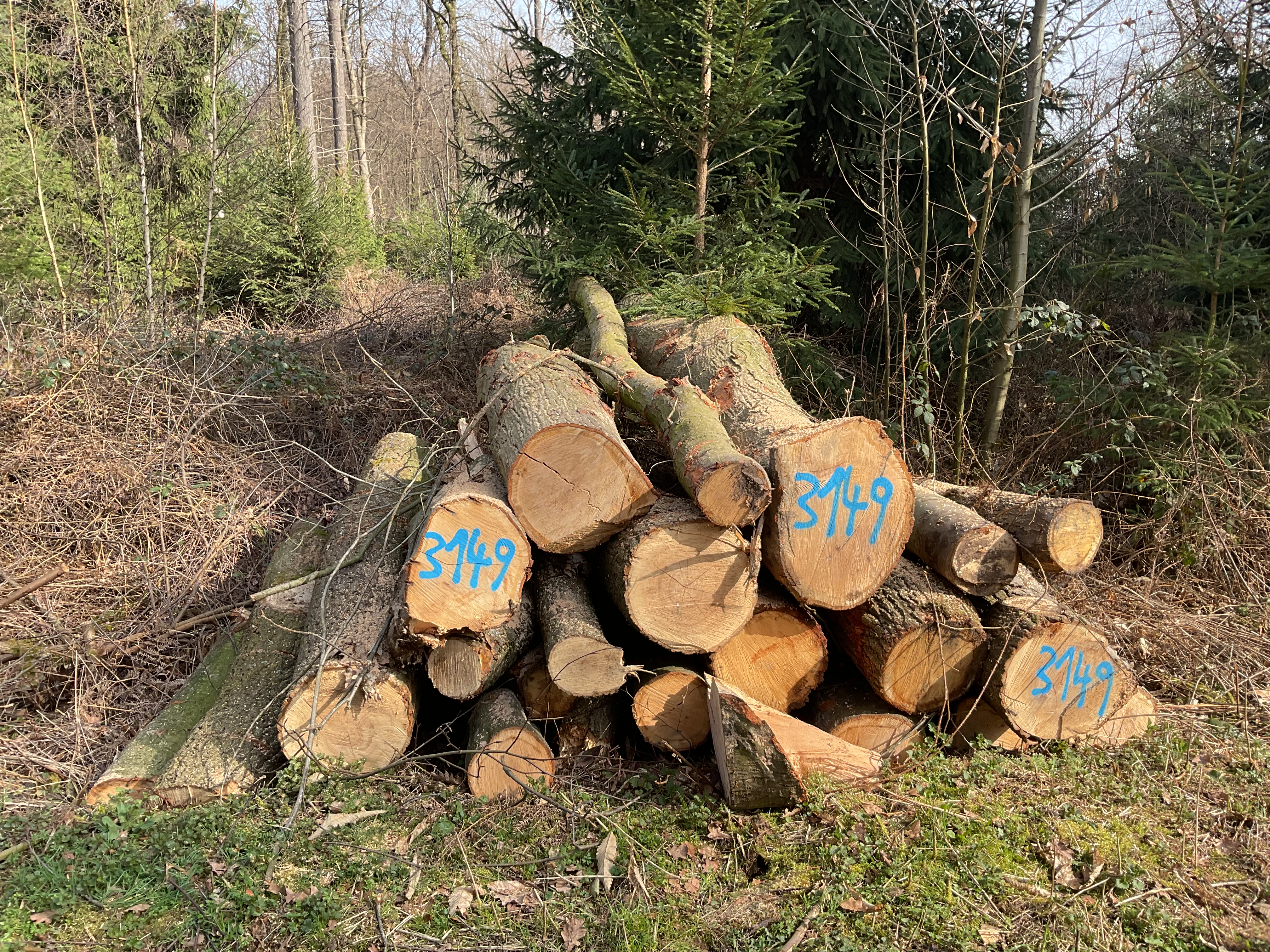 Eiche/Roteiche/Esche, Polter-Nr. 3149