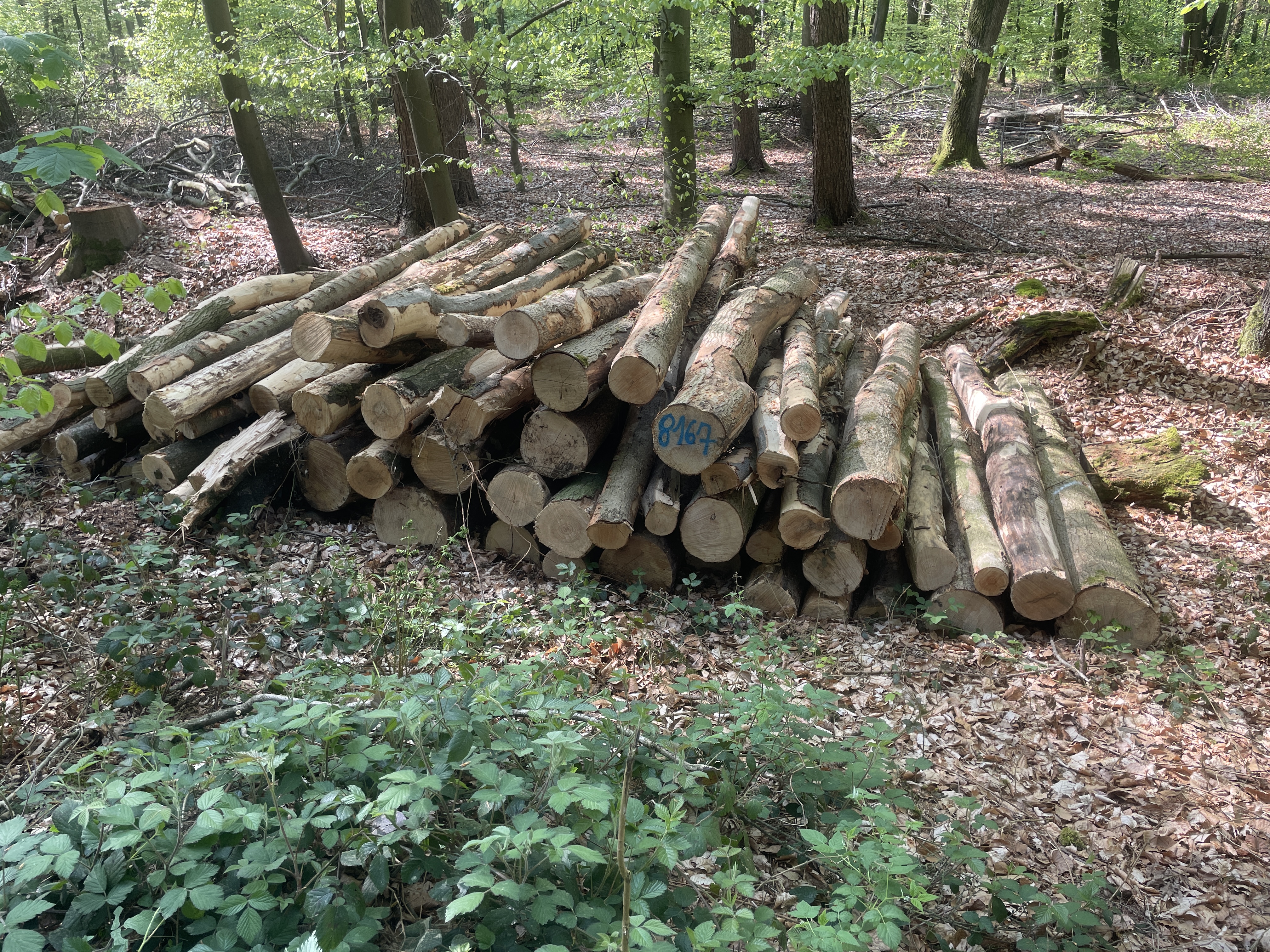 Esche, Polter-Nr. 8167