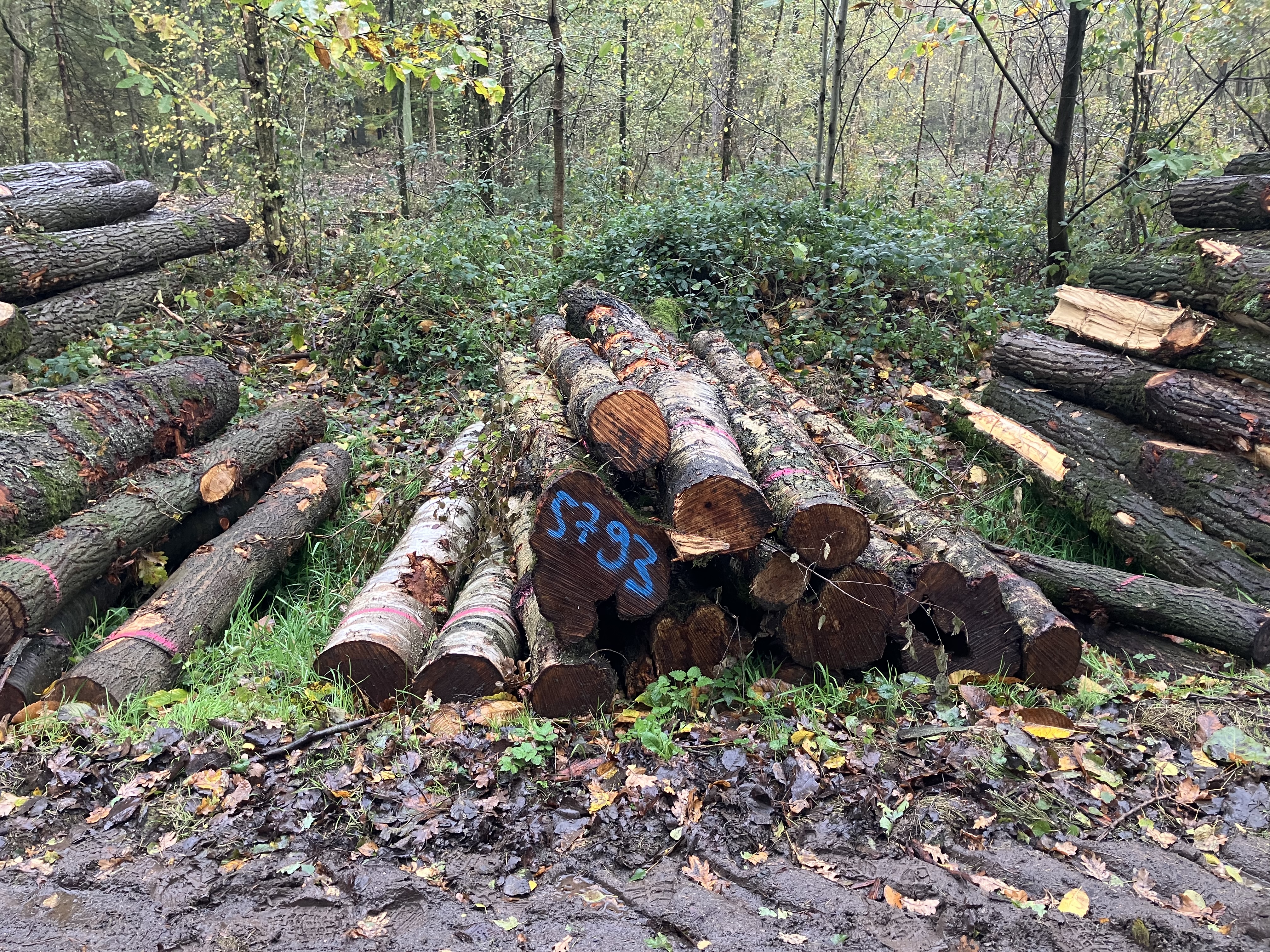 Birke, Polter-Nr. 5793