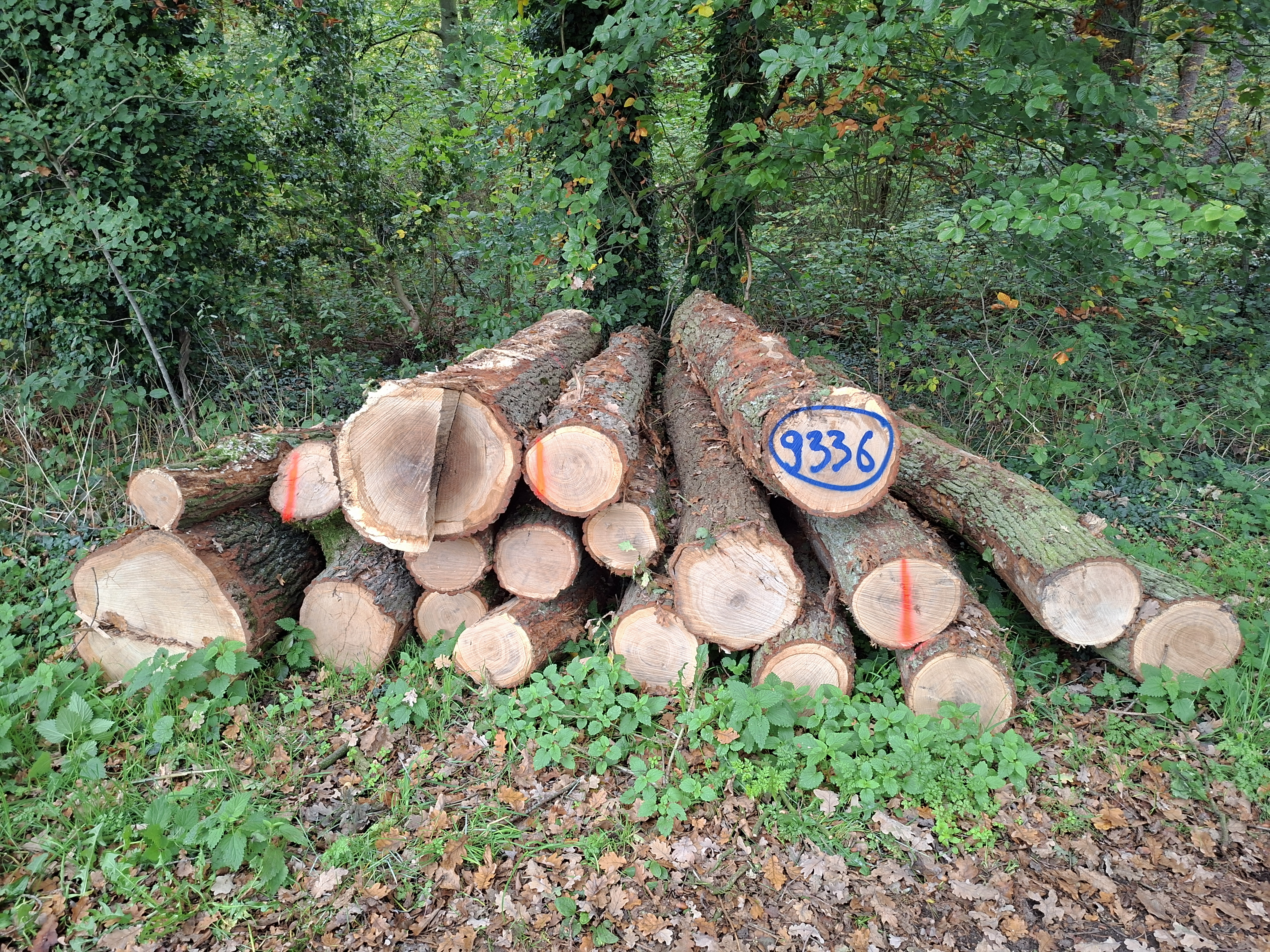 Eiche, Polter-Nr. 9336