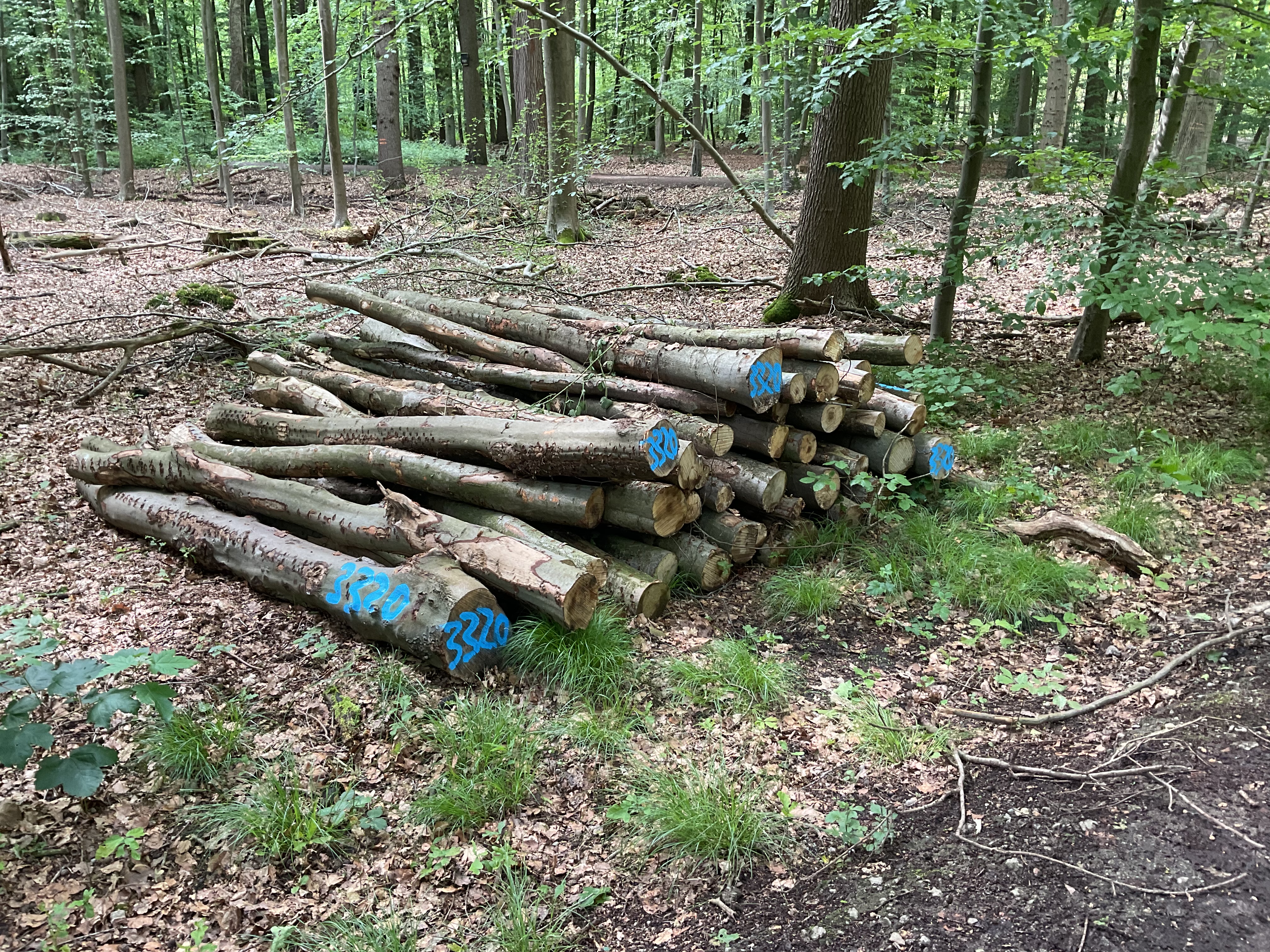 Buche, Polter-Nr. 3320
