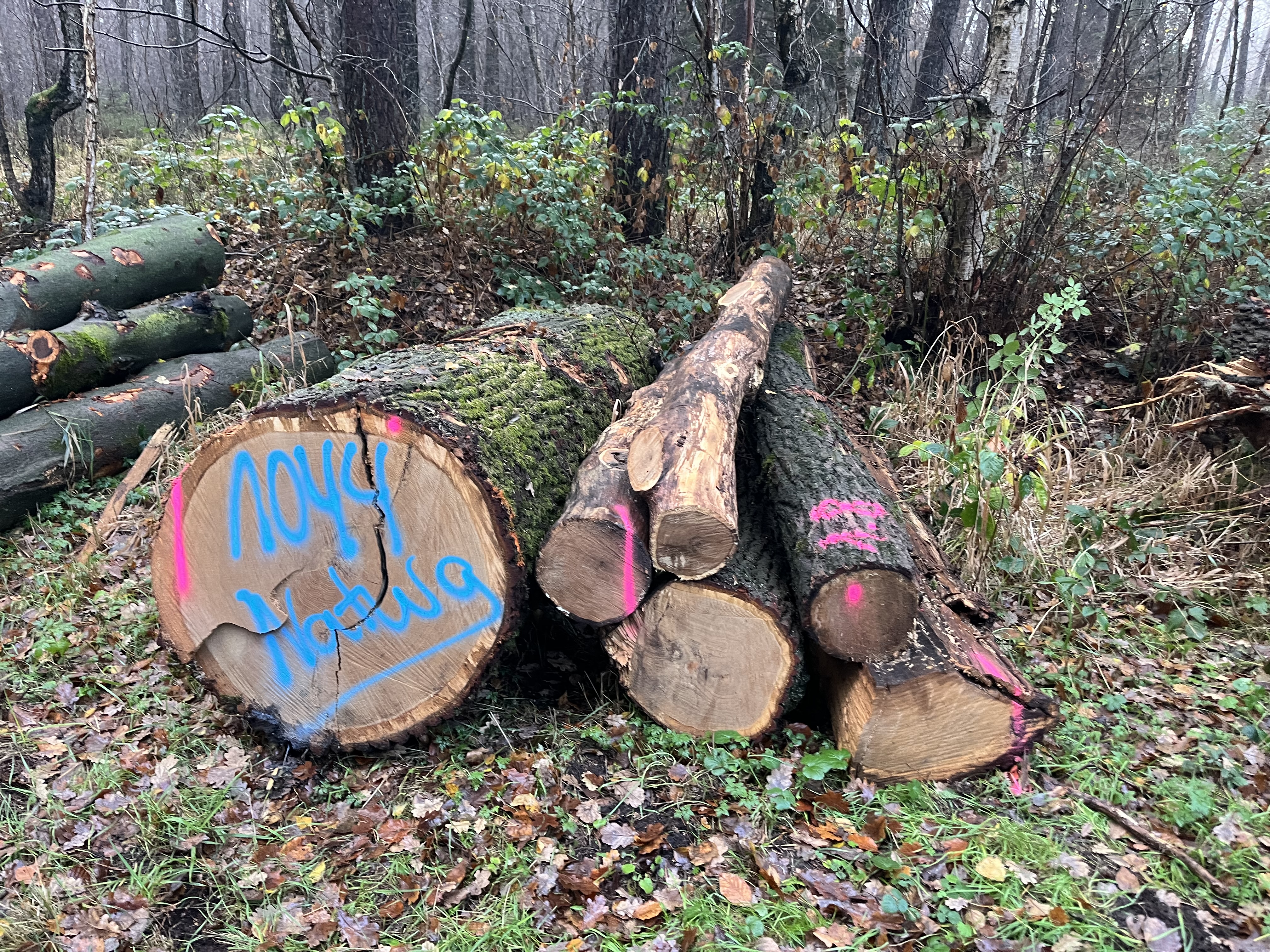 Eiche, Polter-Nr. 1044