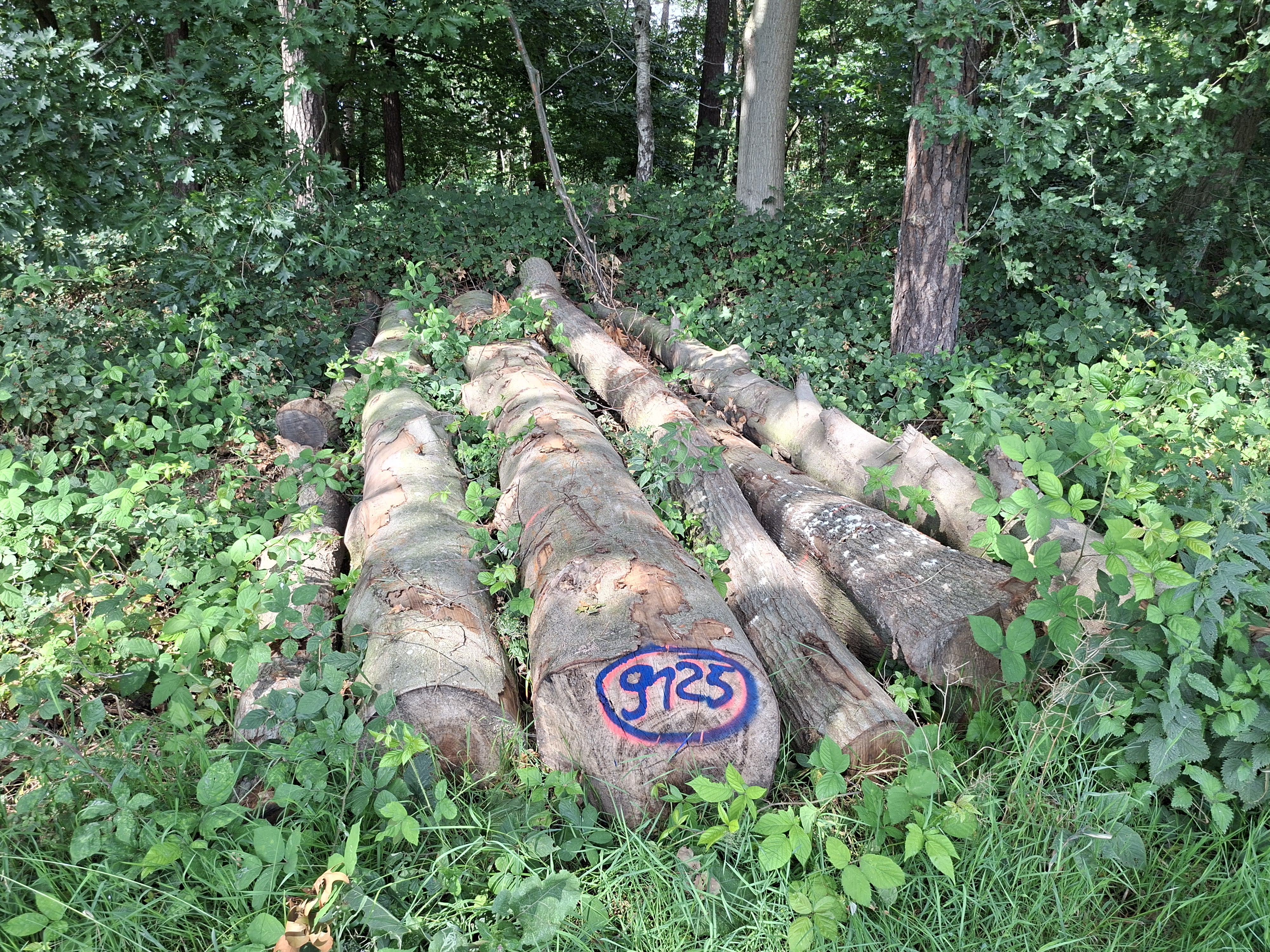 Buche/Roteiche, Polter-Nr. 9125 Buche/Roteiche, Polter-Nr. 9125