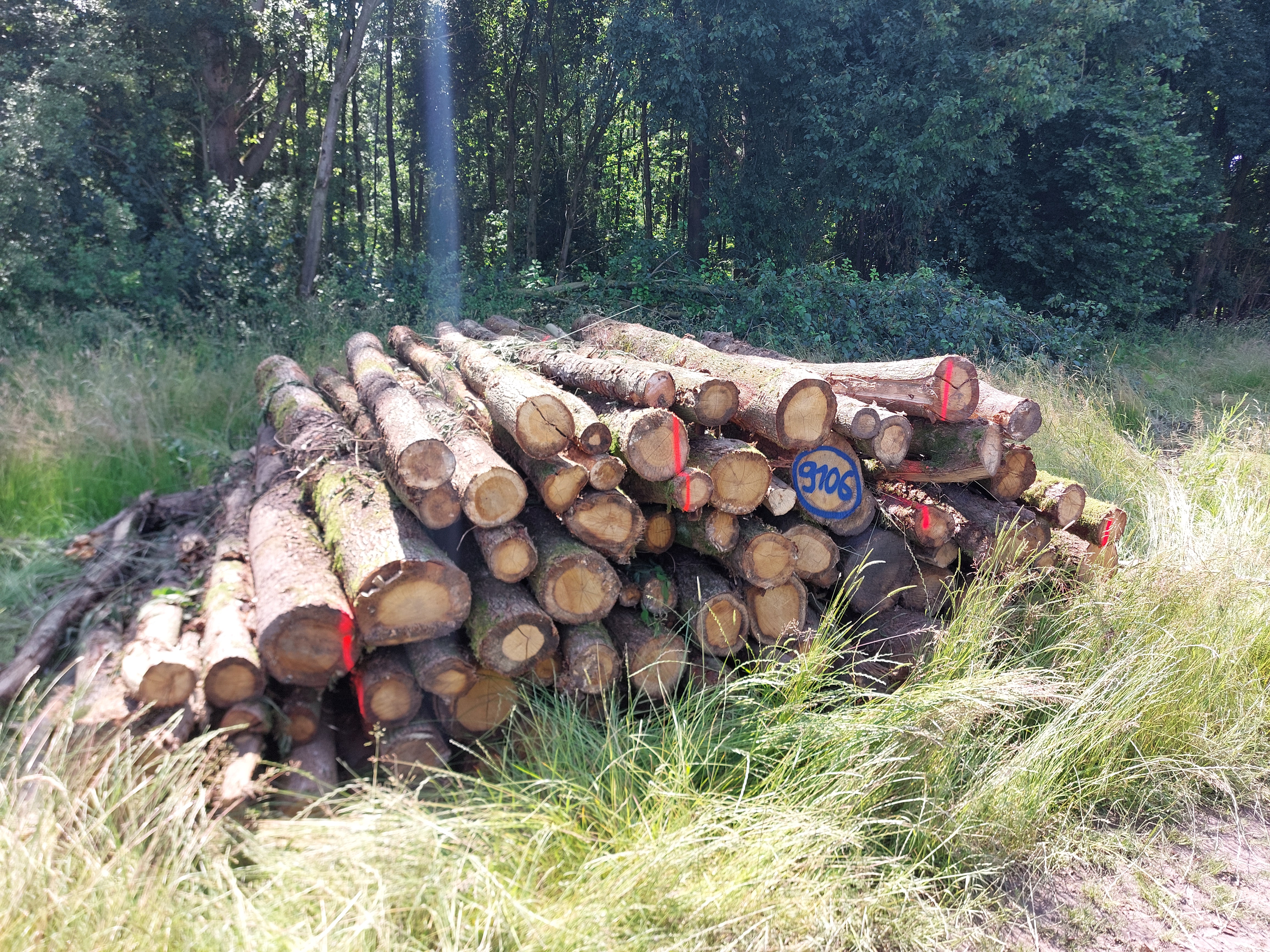 Eiche, Polter-Nr. 9106