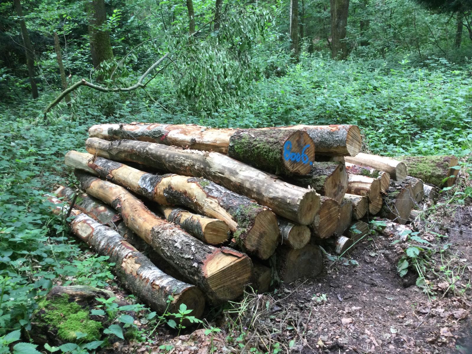 Birke, Polter-Nr. 8006