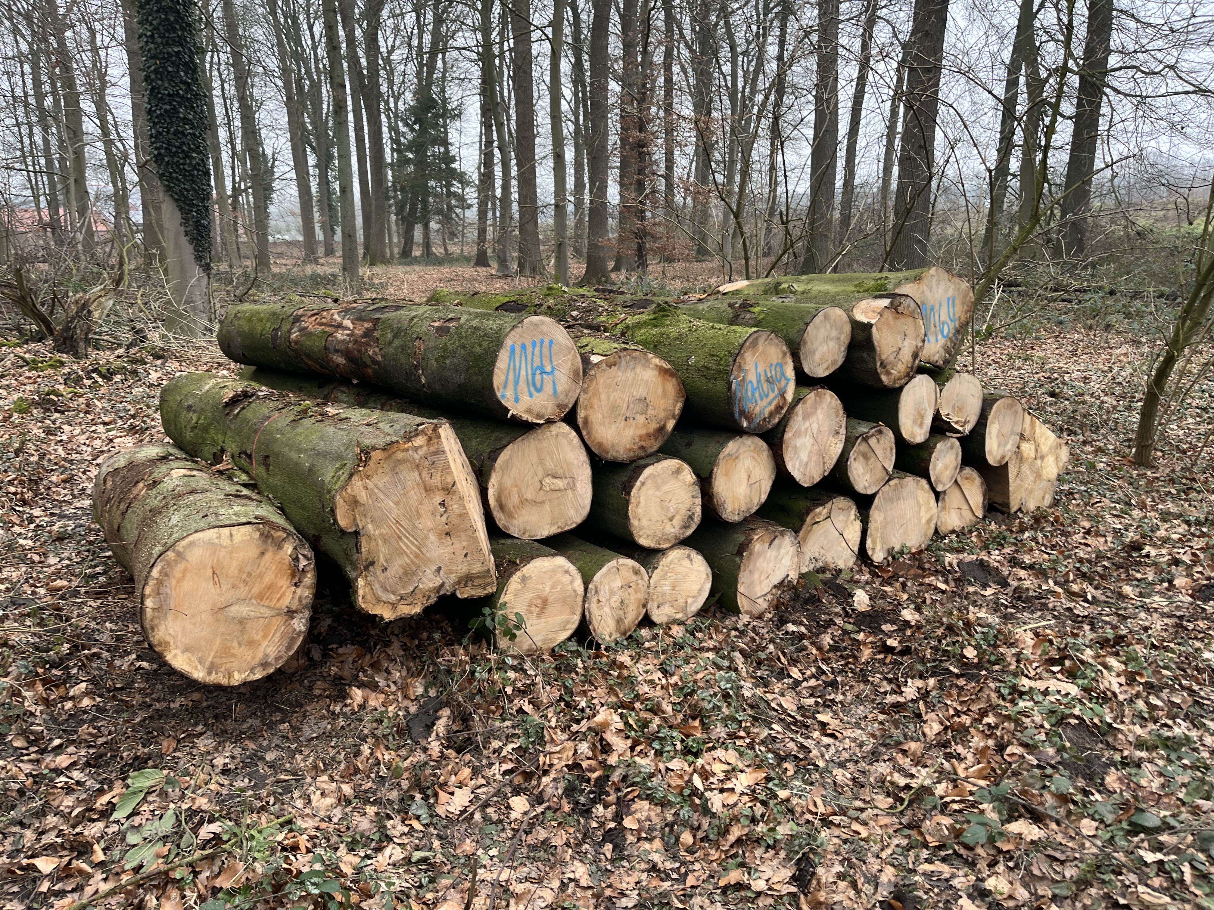 Buche, Polter-Nr. 1164