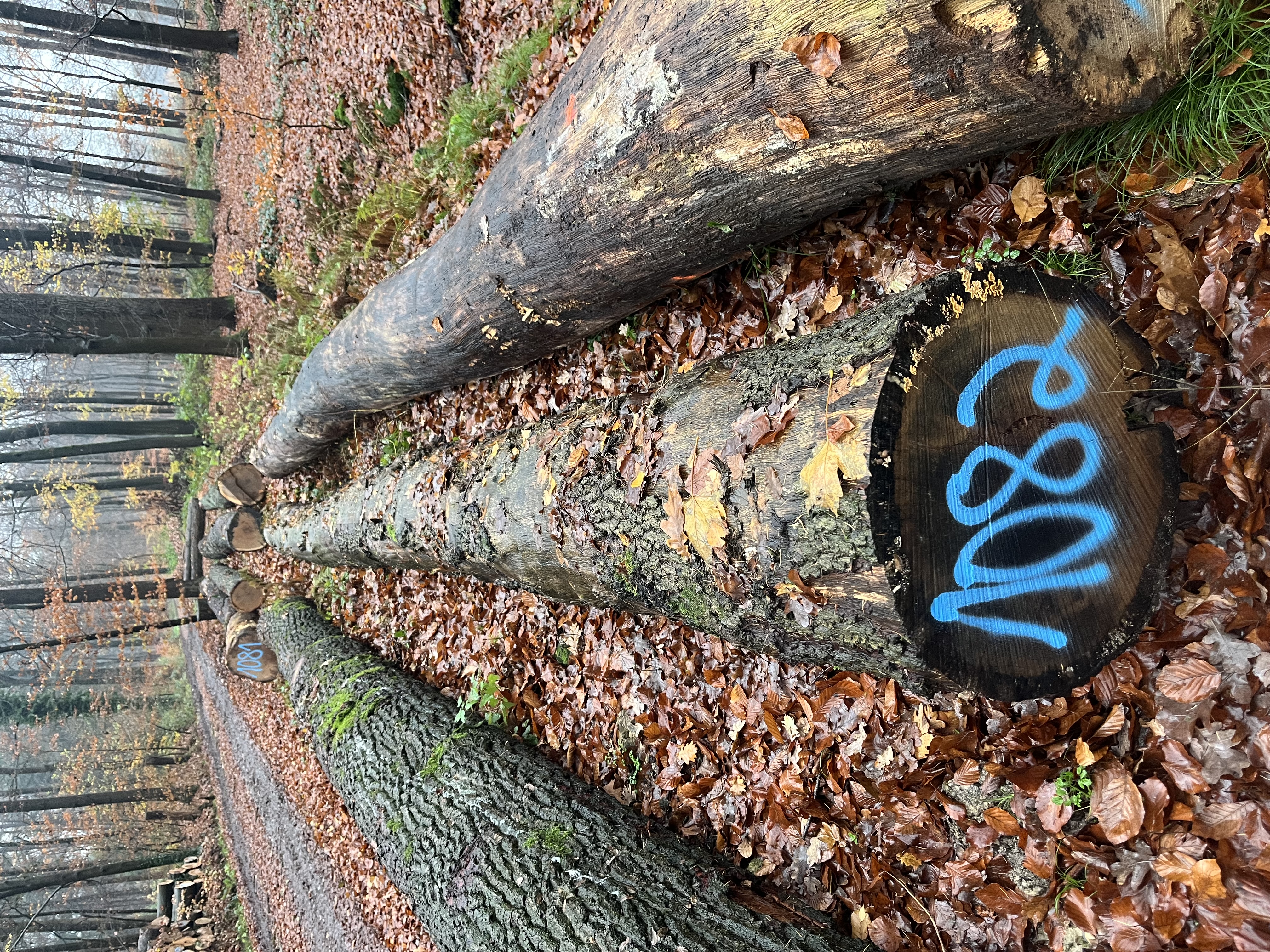 Eiche, Polter-Nr. 1082