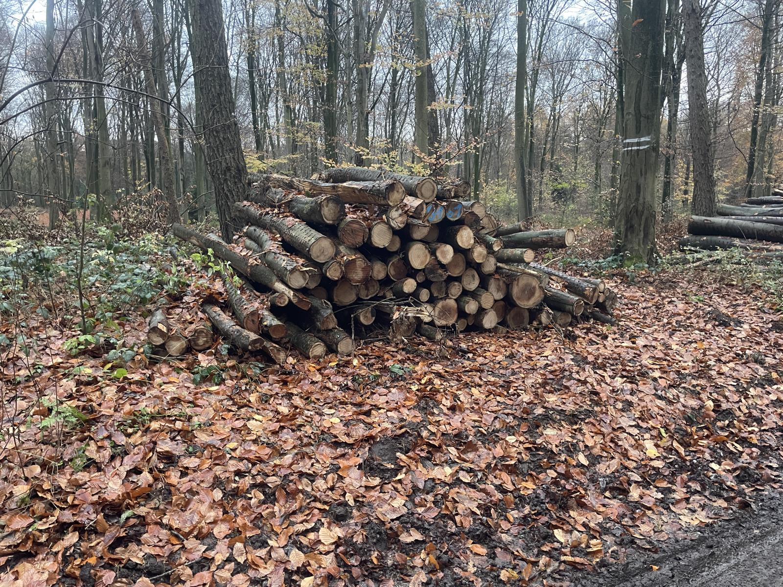 Roteiche, Polter-Nr. 8101