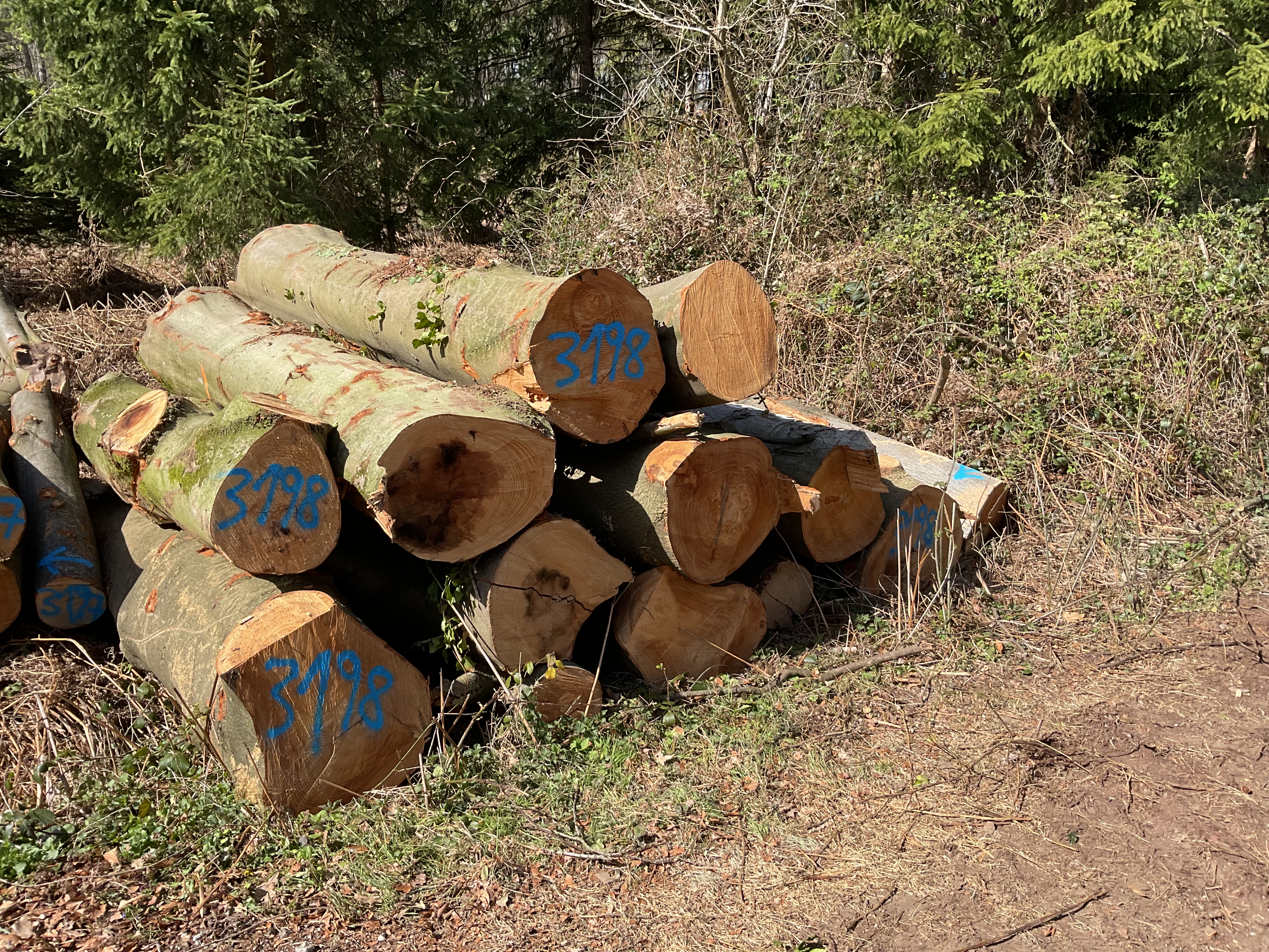 Buche, Polter-Nr. 3198