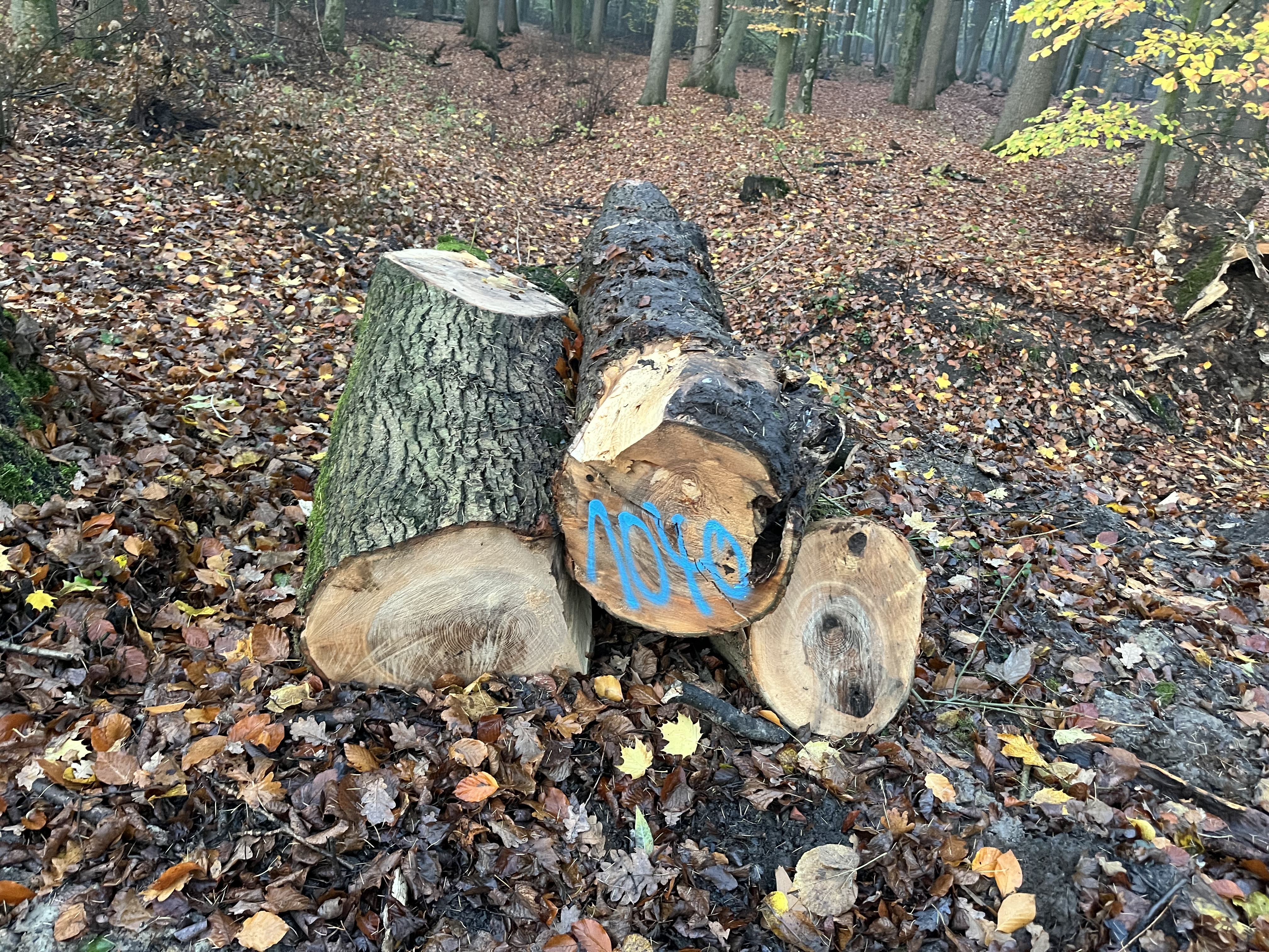 Esche, Polter-Nr. 1040