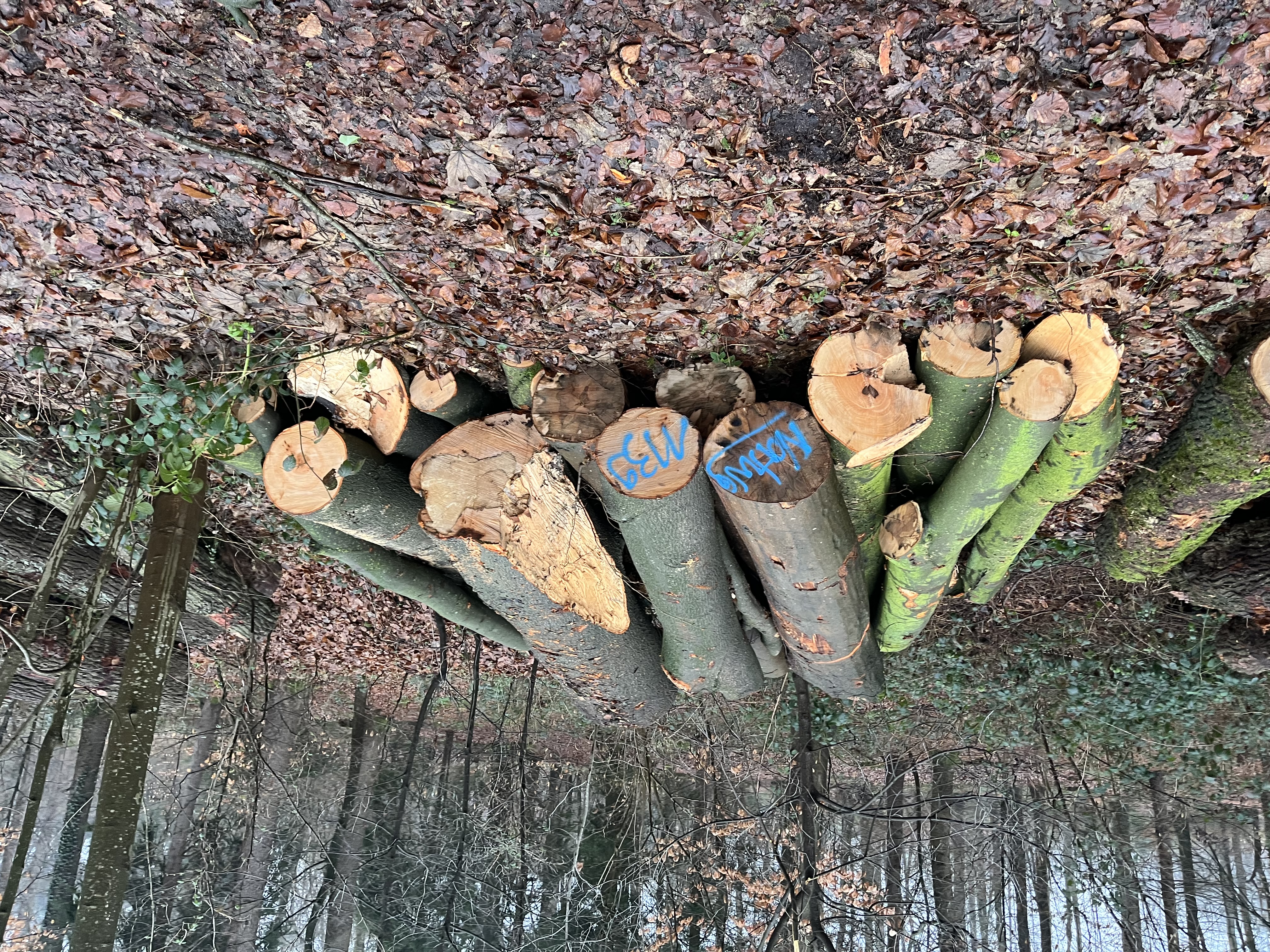 Buche, Polter-Nr. 1139