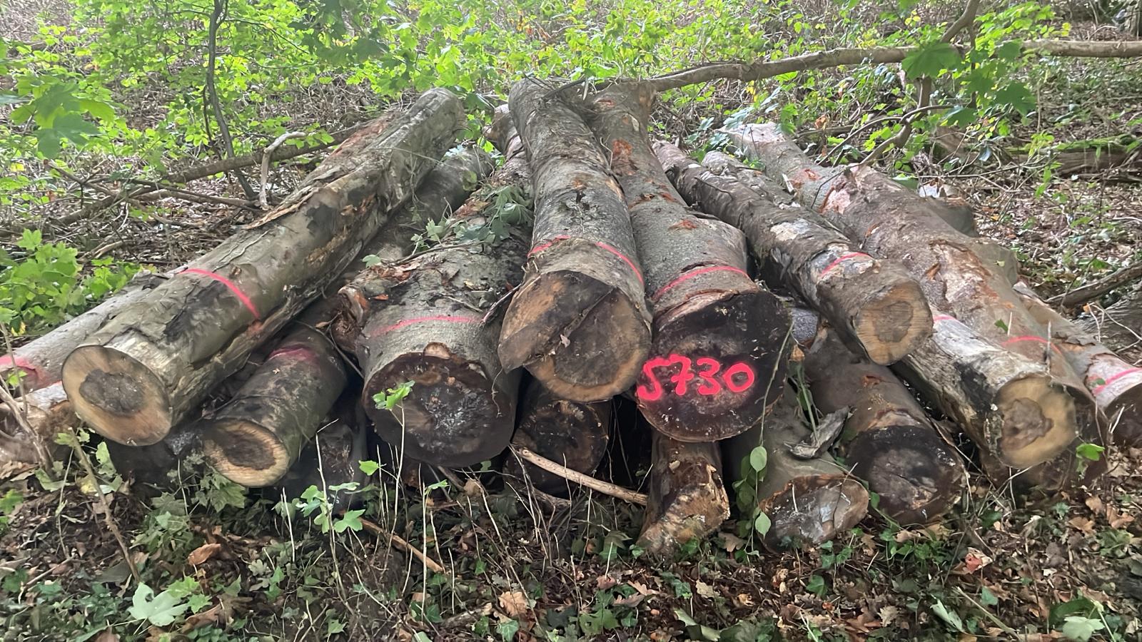 Bergahorn/Buche, Polter-Nr. 5730 Bergahorn/Buche, Polter-Nr. 5730