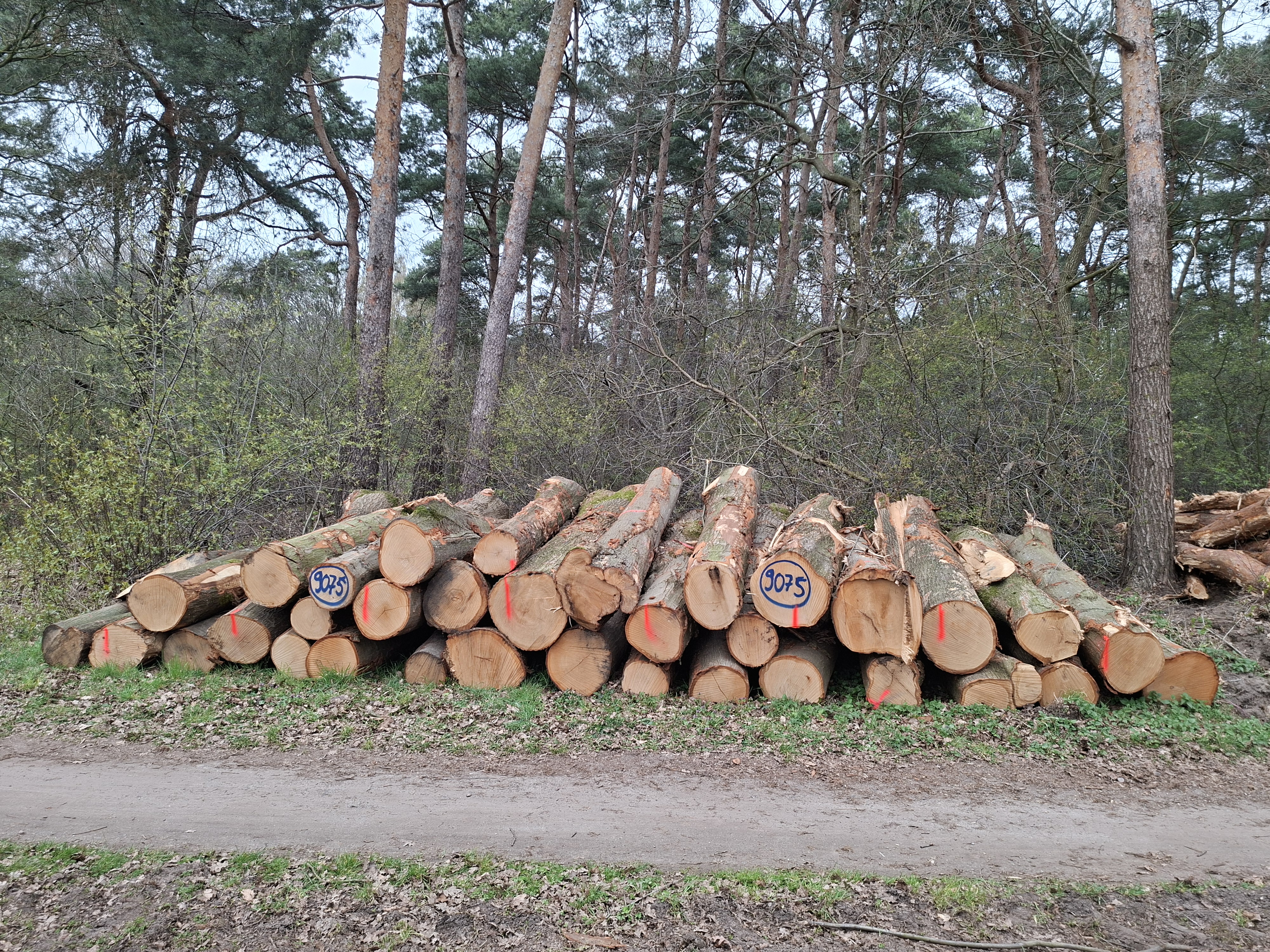 Roteiche, Polter-Nr. 9075