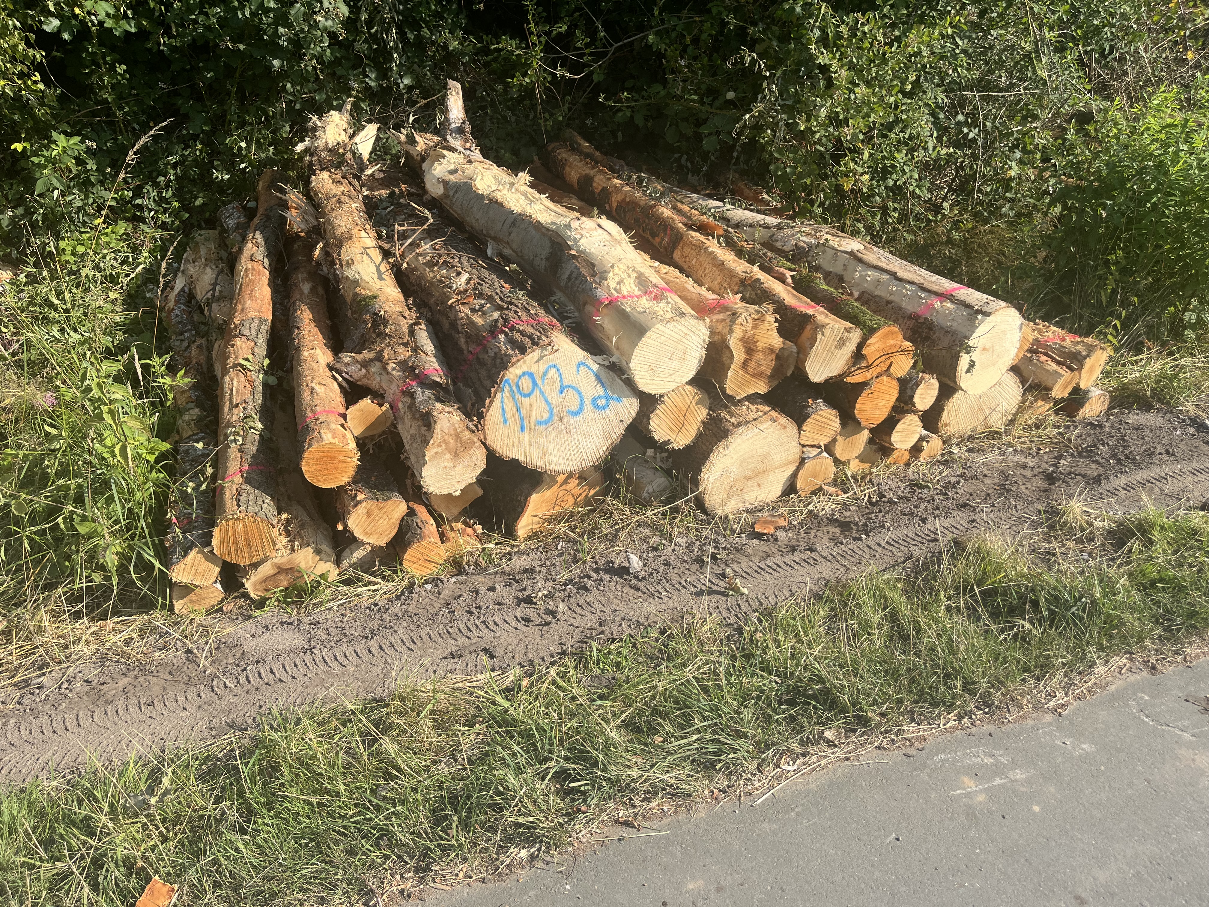 Birke/Pappel, Polter-Nr. 1932 Birke/Pappel, Polter-Nr. 1932