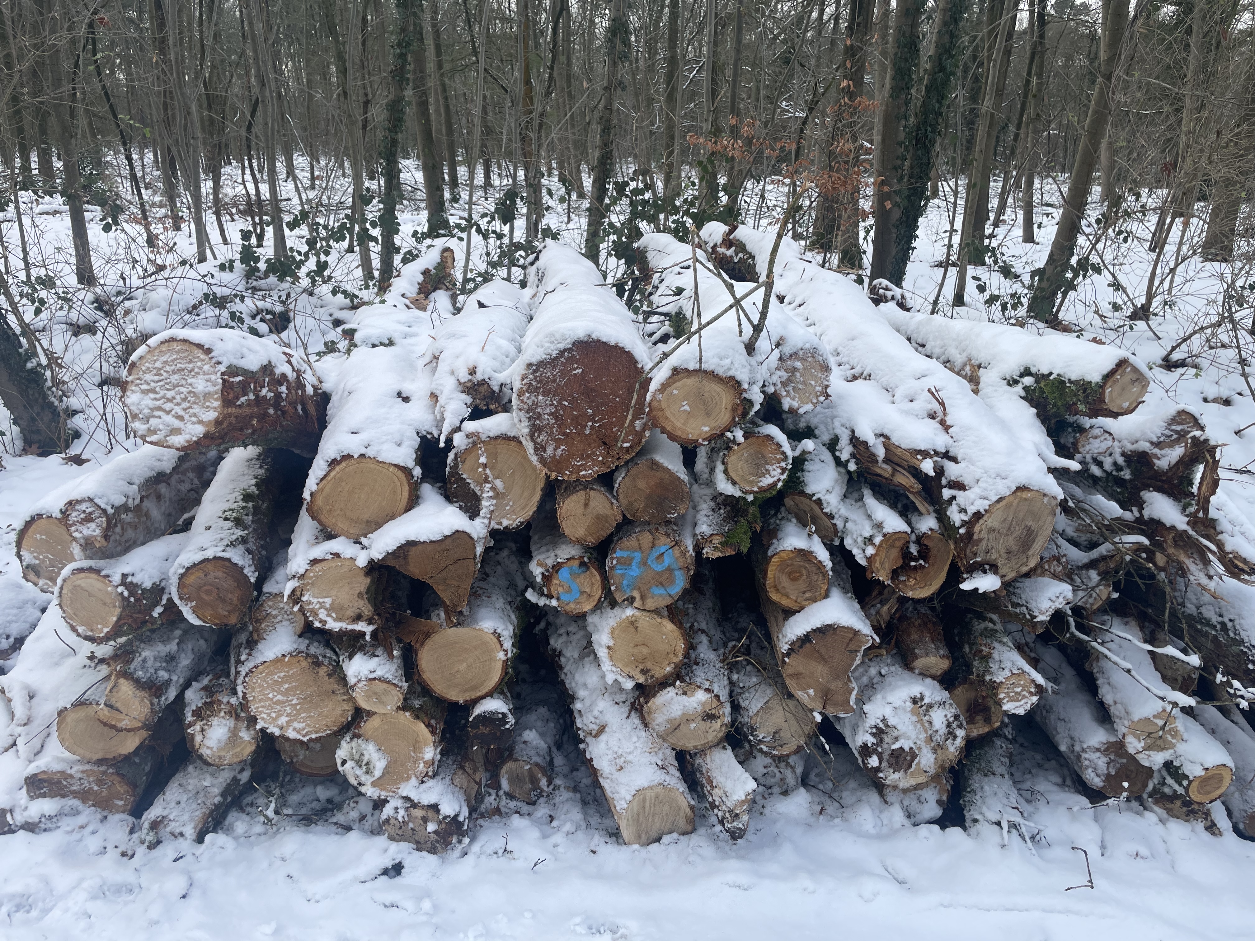 Eiche, Polter-Nr. 579