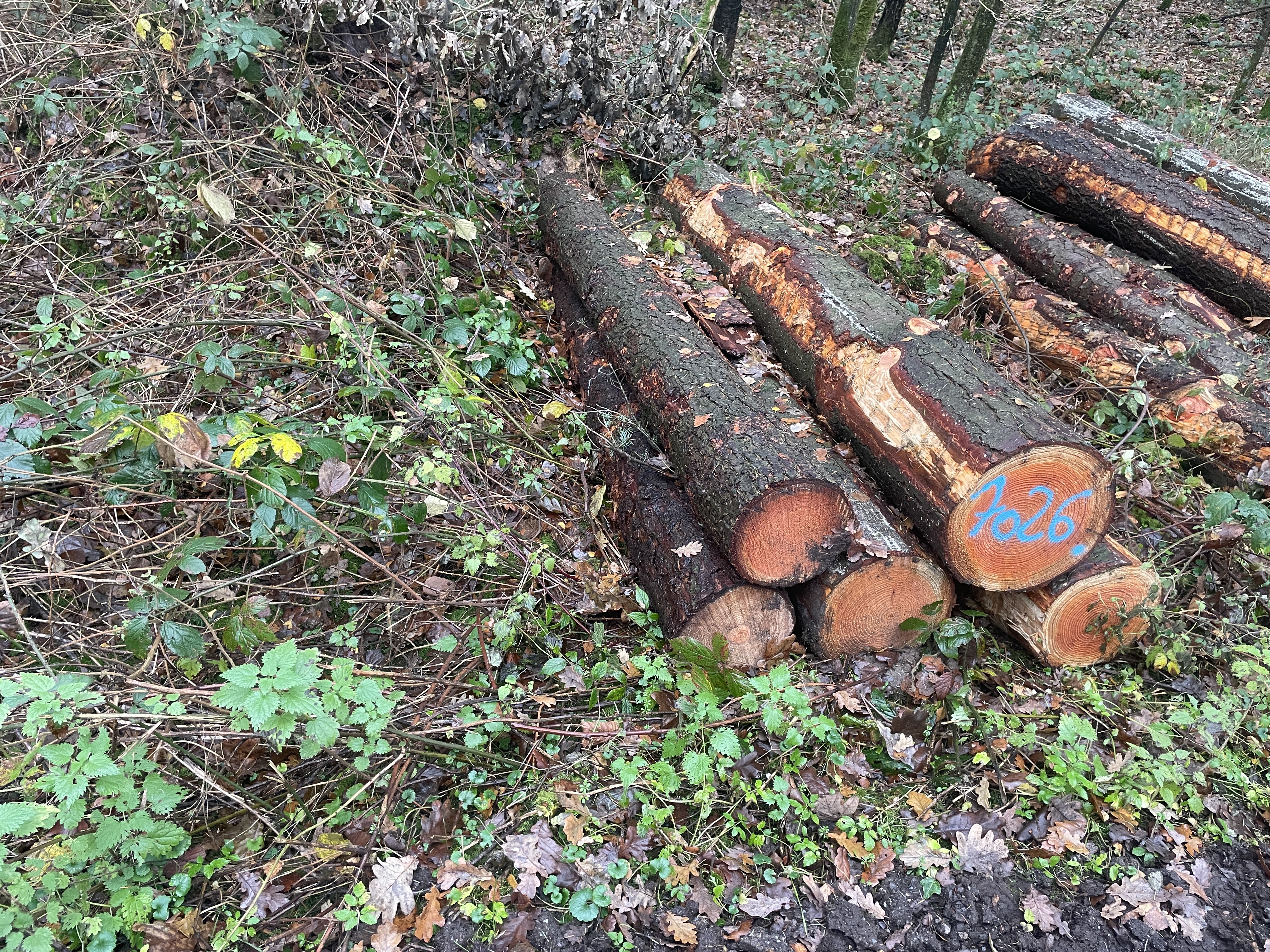 Douglasie   , Polter-Nr. 7026