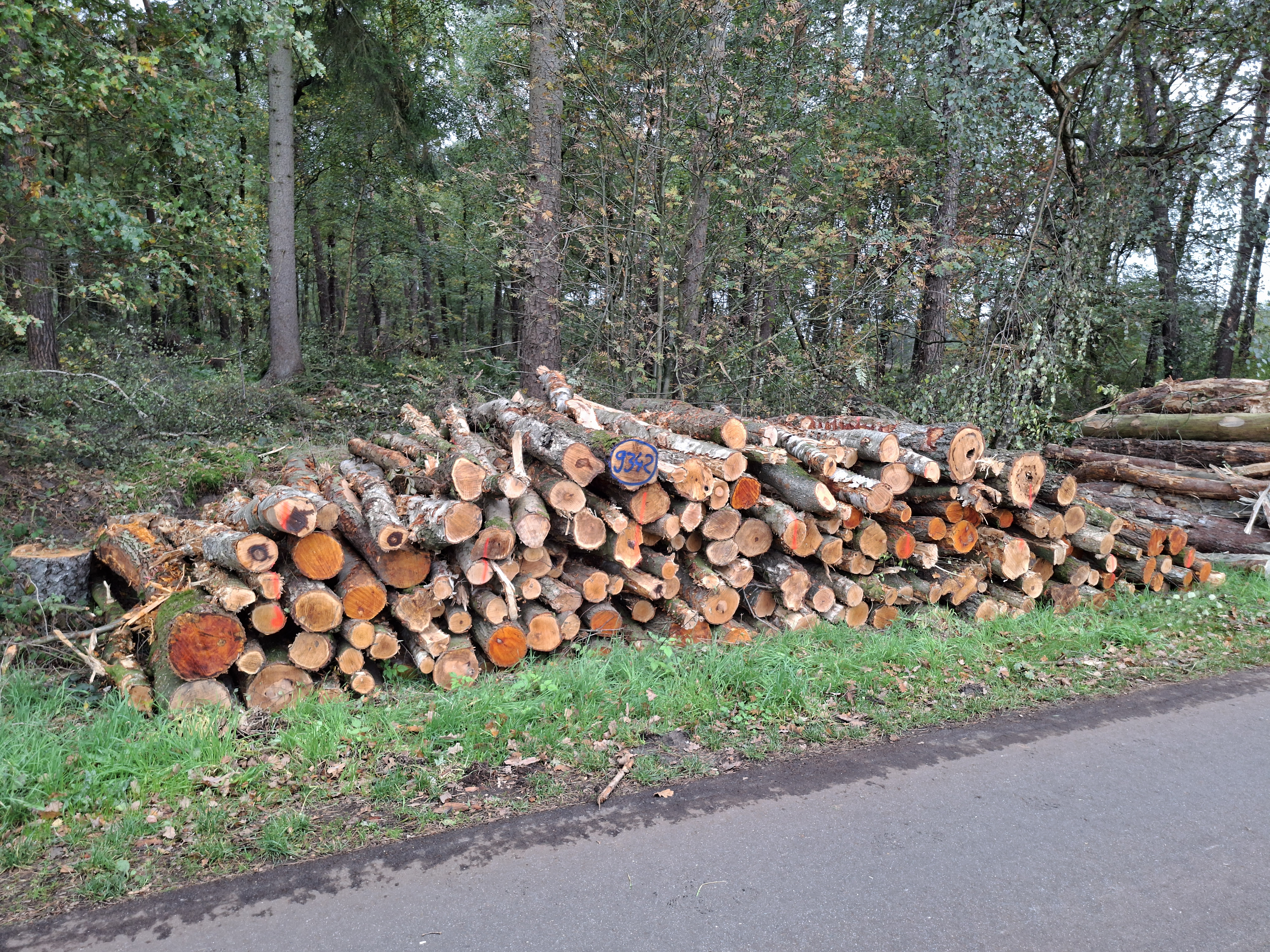 Birke/Erle, Polter-Nr. 9342