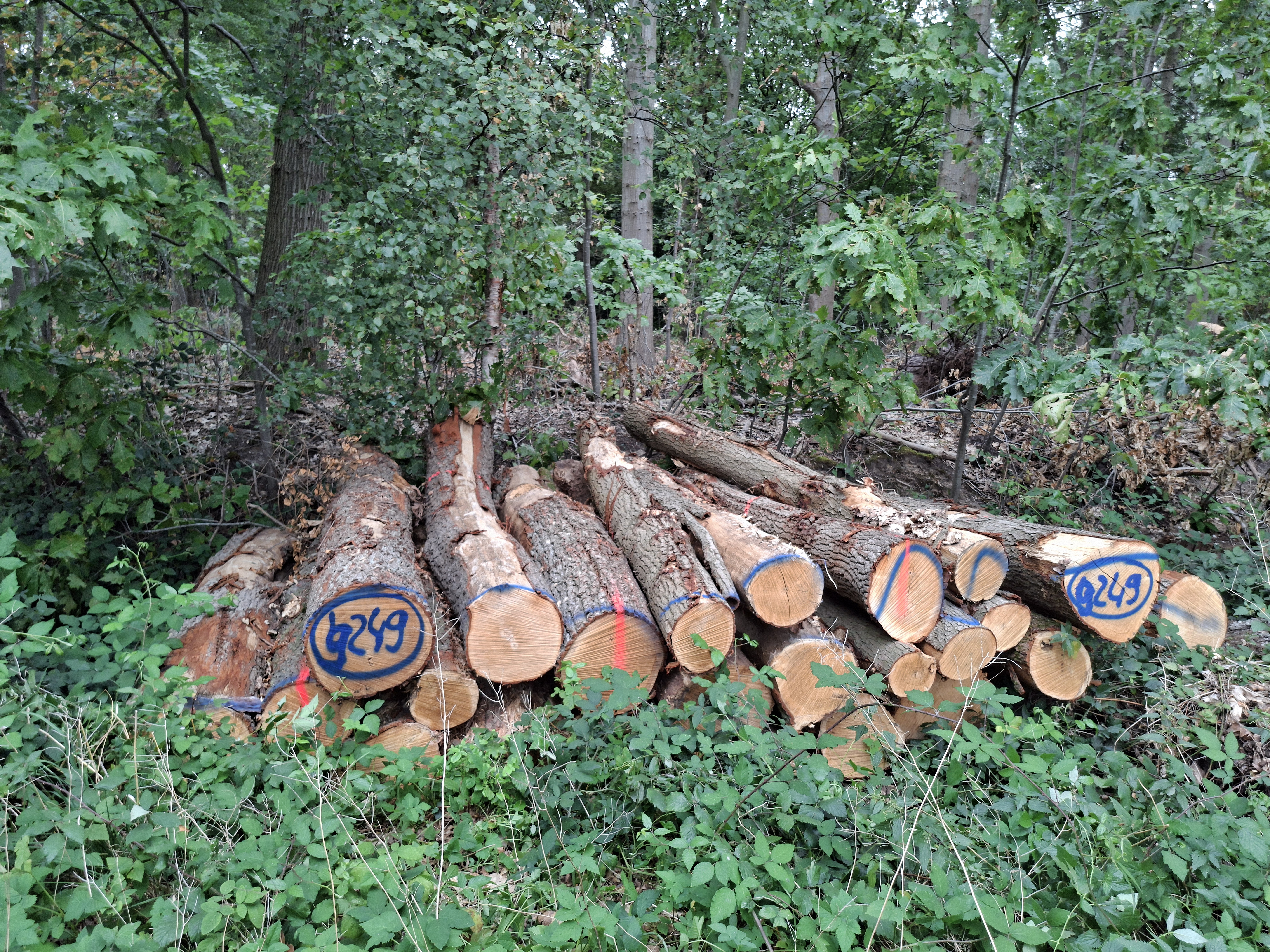 Eiche, Polter-Nr. 9249