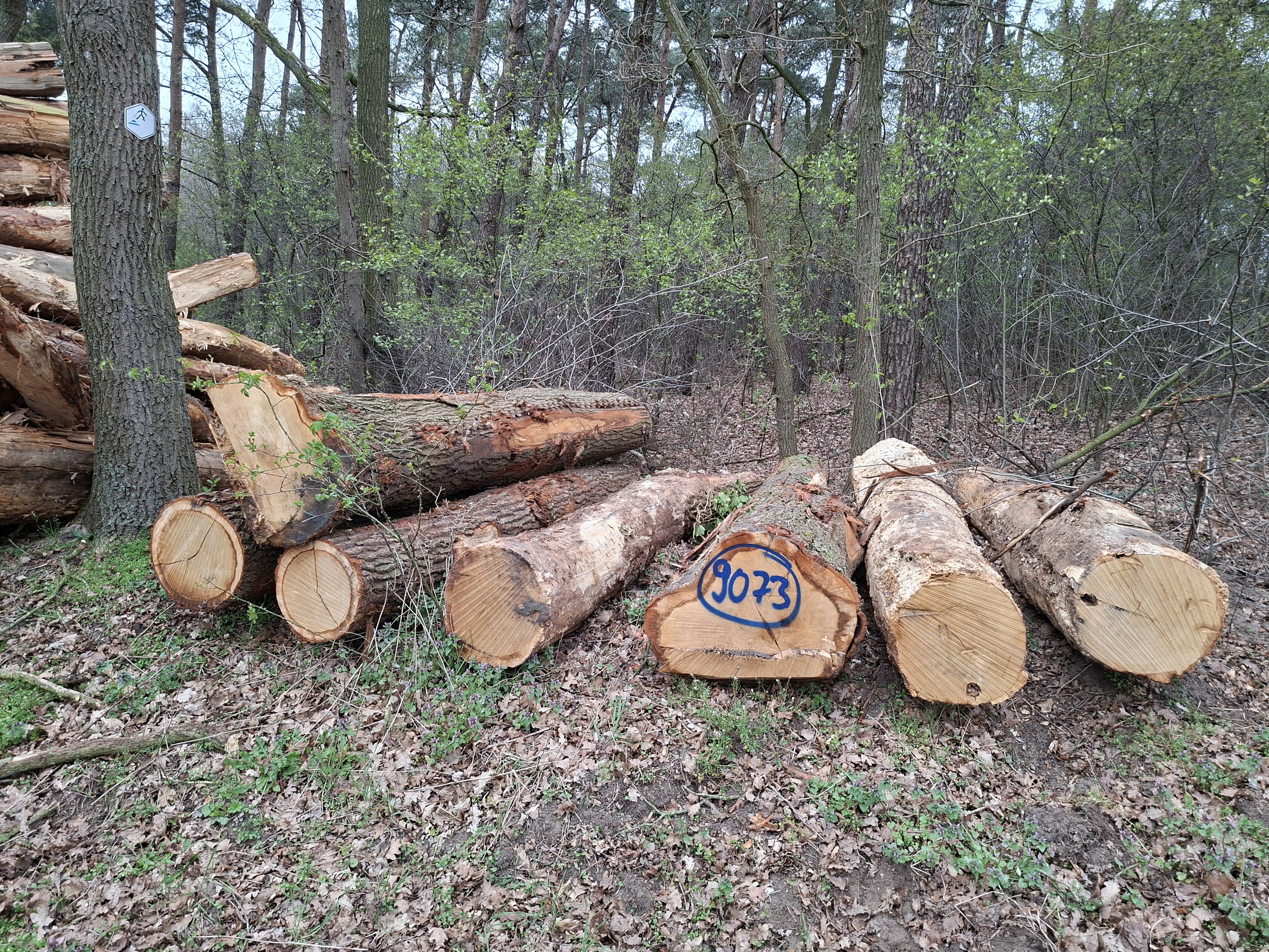 Eiche, Polter-Nr. 9073