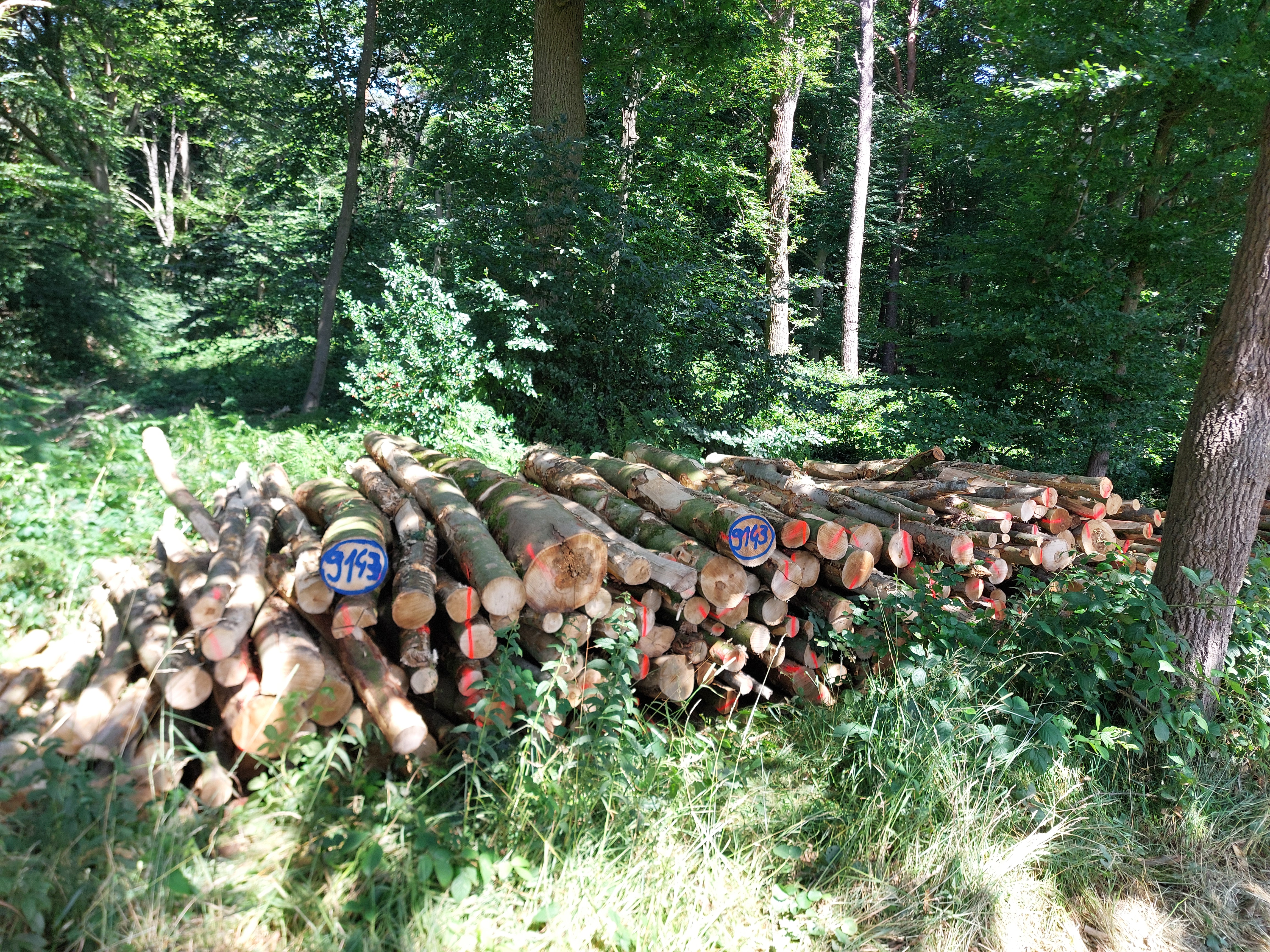 Bergahorn, Polter-Nr. 9143