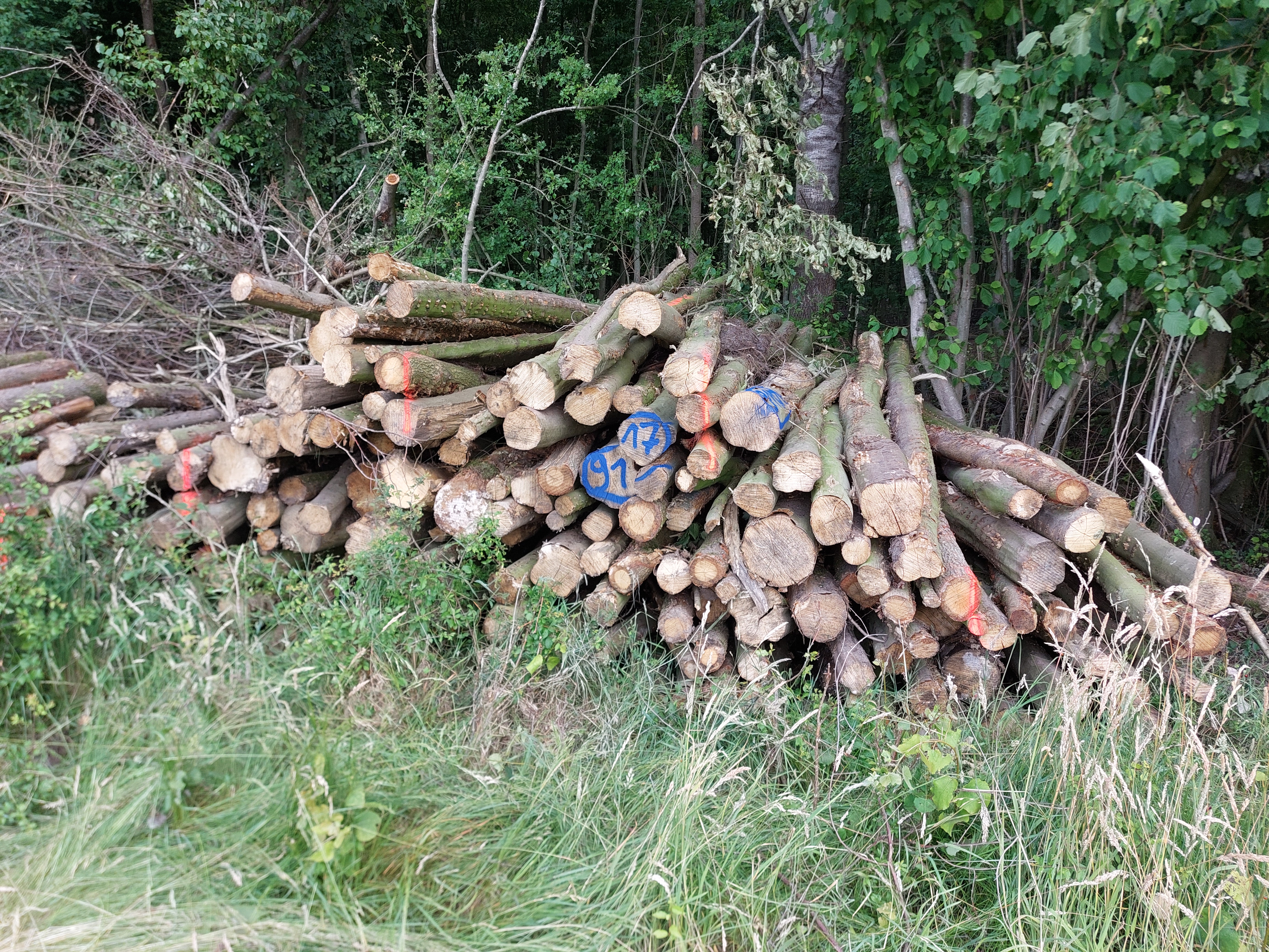 Hainbuche, Polter-Nr. 9117