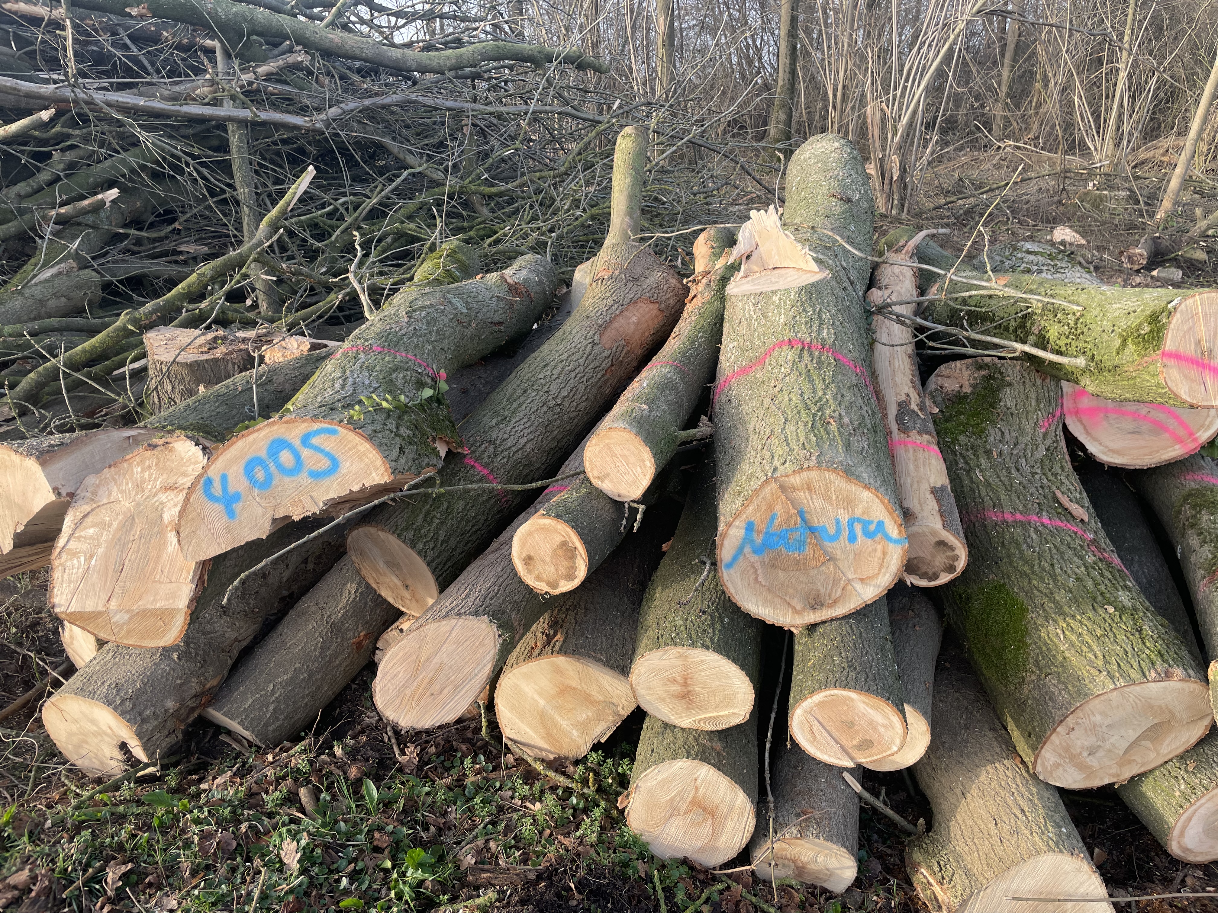 Esche, Polter-Nr. 4005