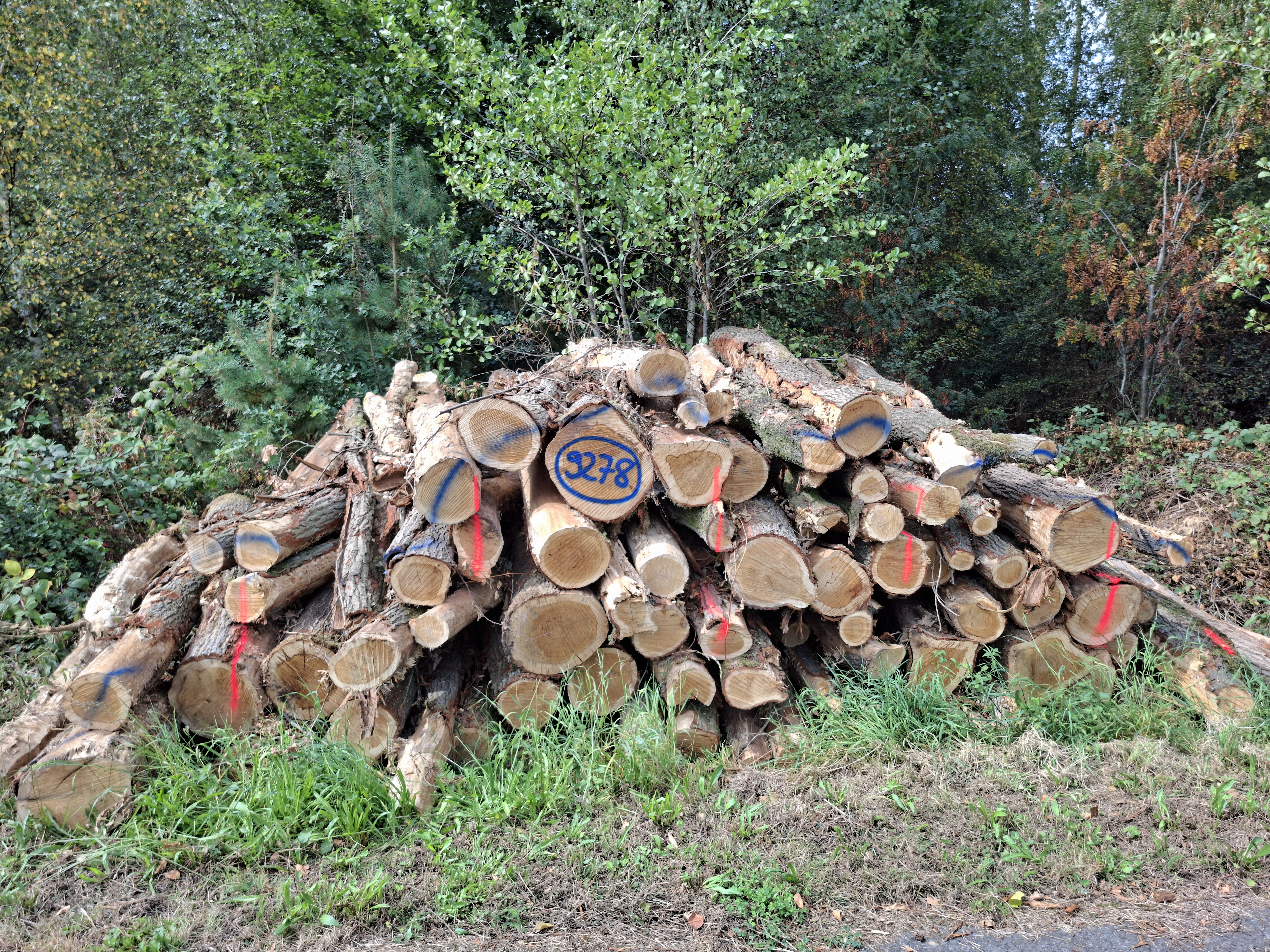 Eiche, Polter-Nr. 9278