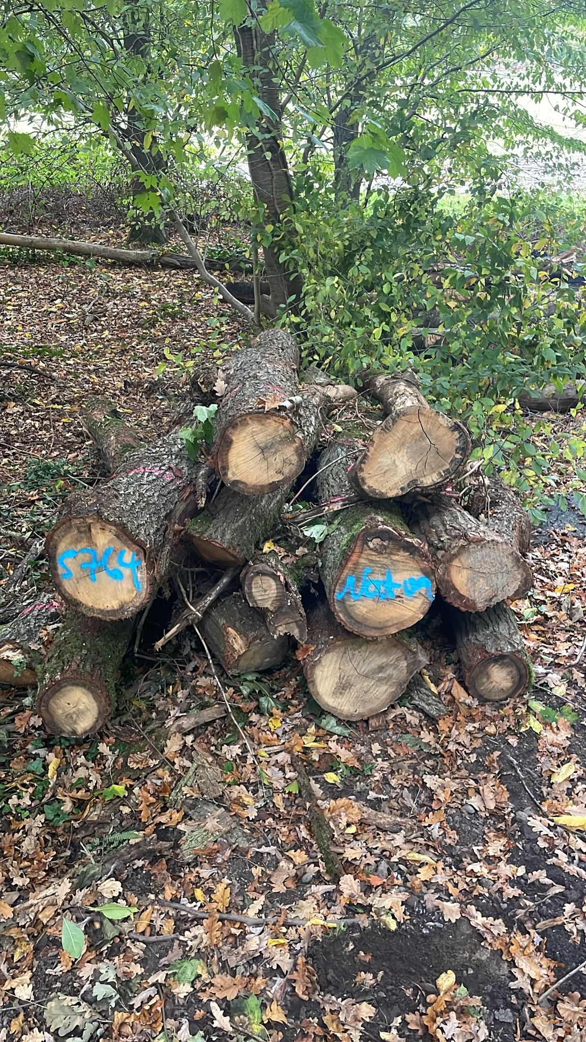 Eiche, Polter-Nr. 5764