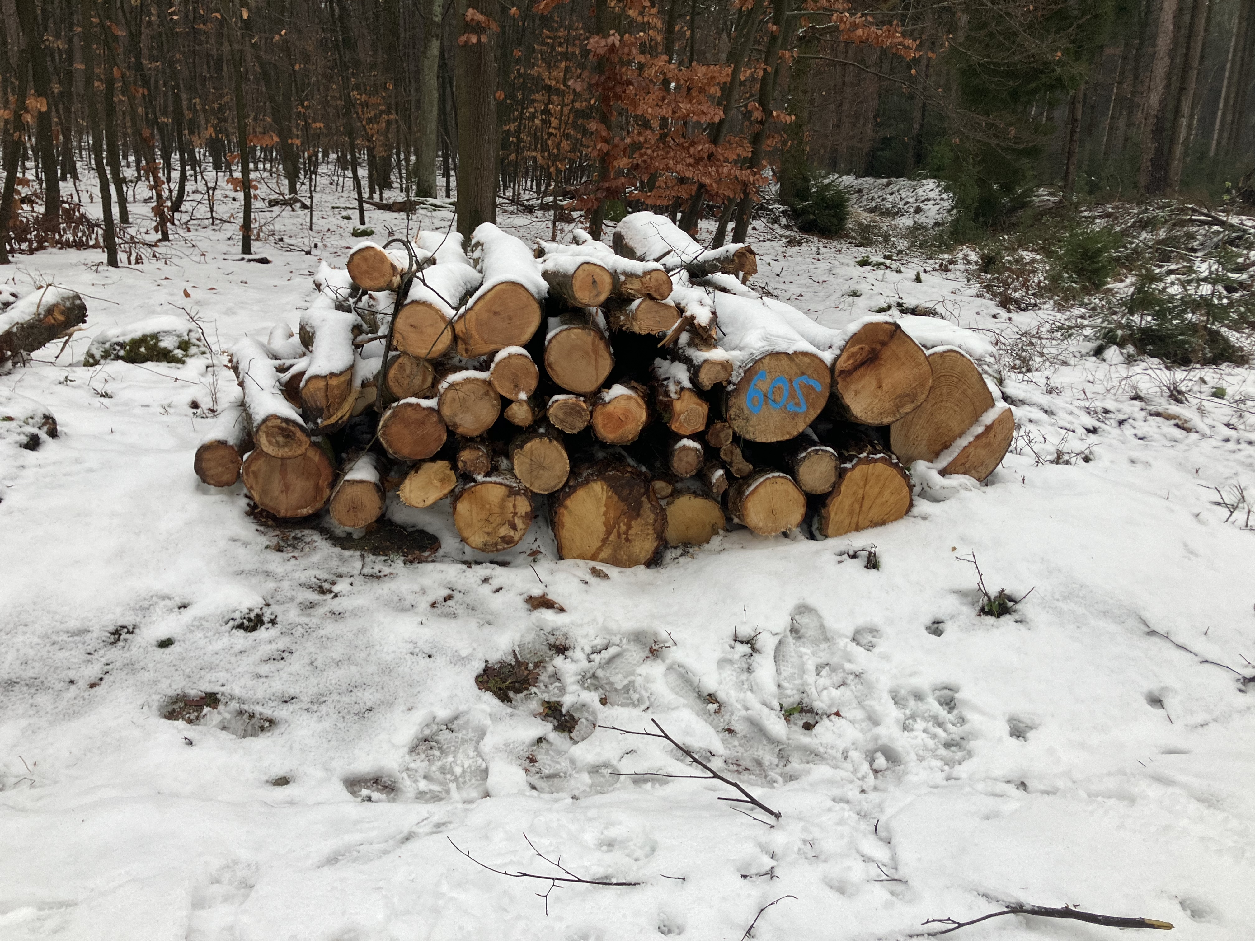 Birke/Buche/Eiche, Polter-Nr. 605