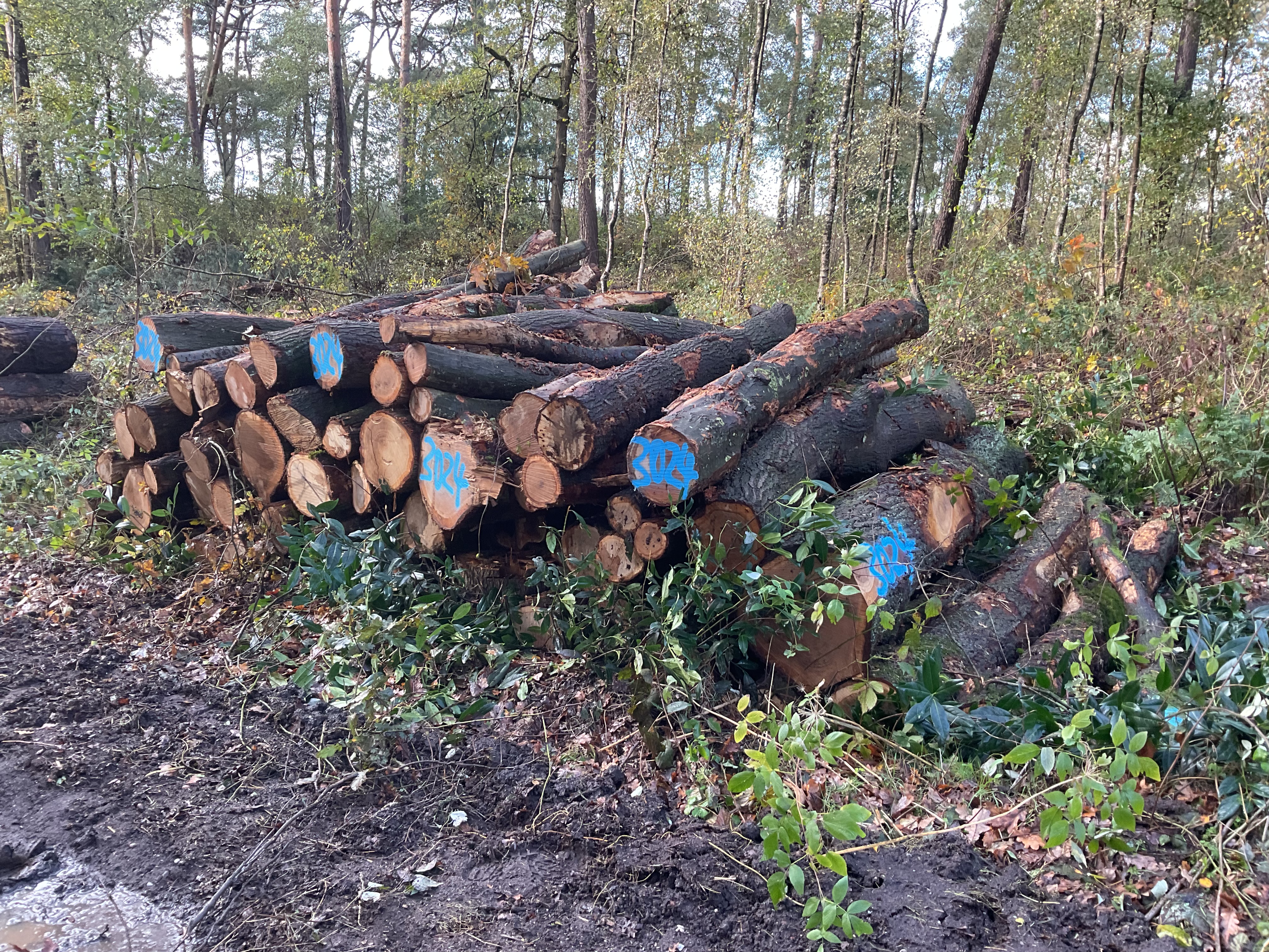 Eiche/Roteiche, Polter-Nr. 3024