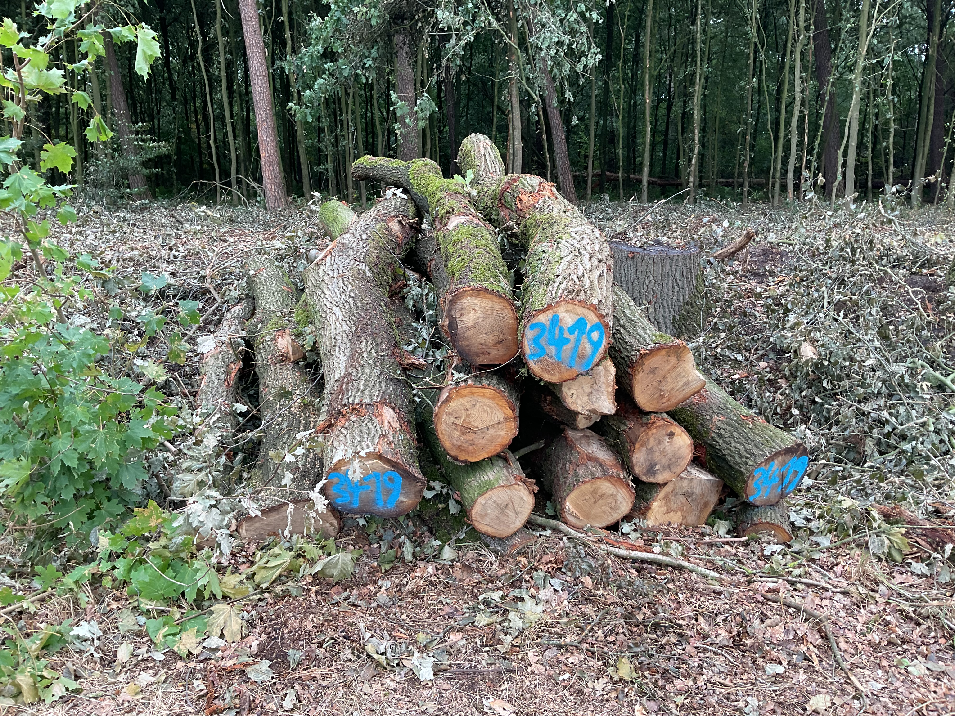 Eiche, Polter-Nr. 3419