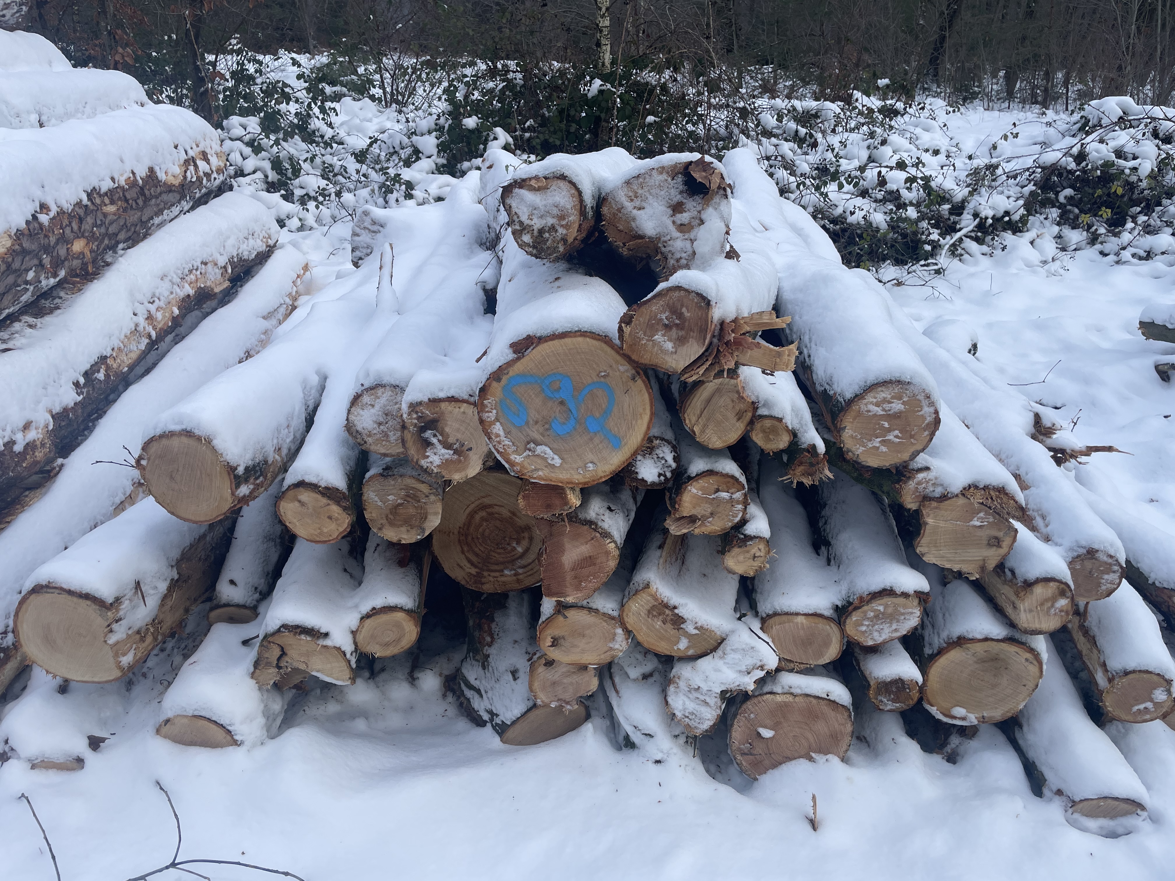 Roteiche, Polter-Nr. 592