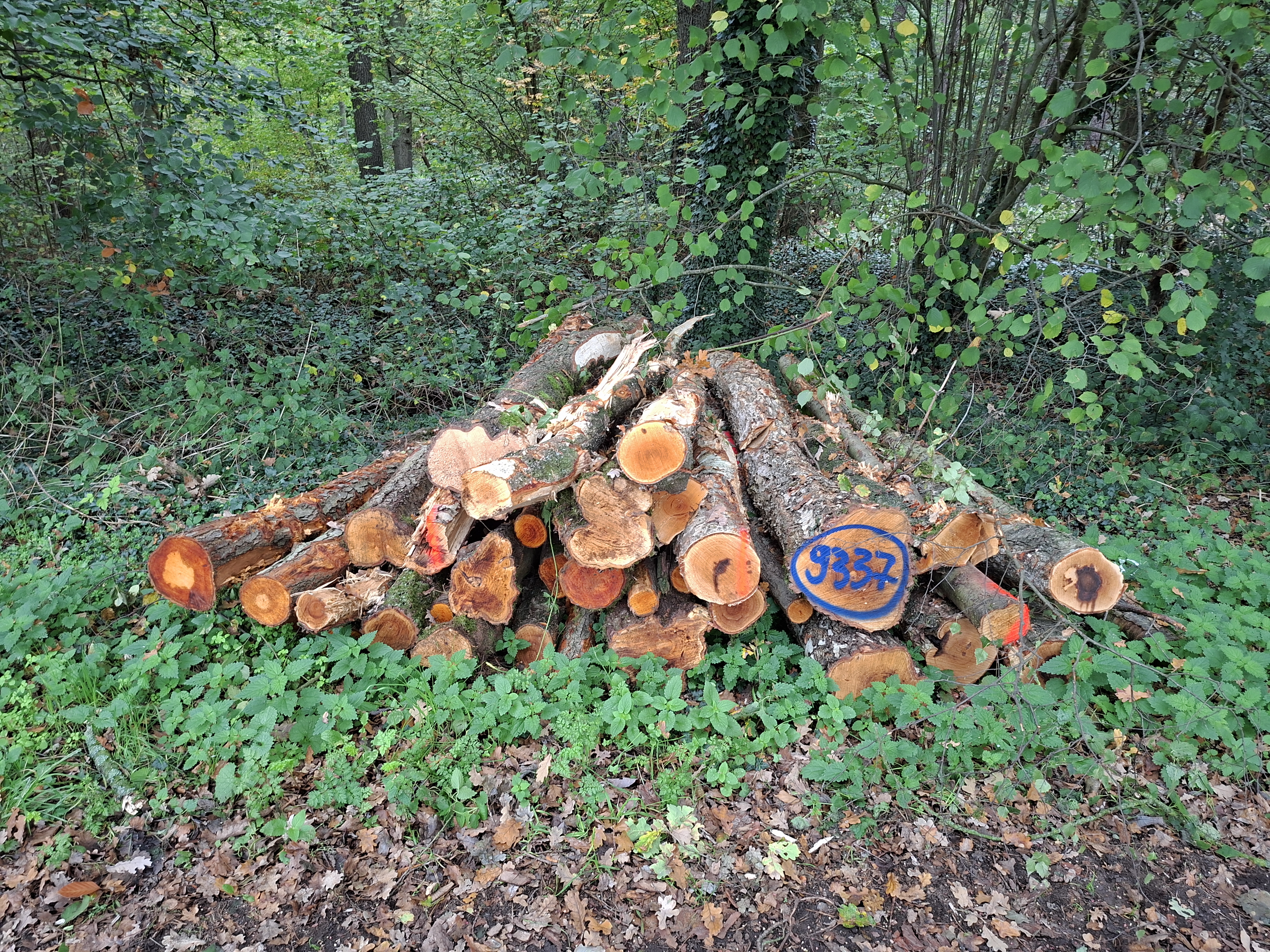 Birke, Polter-Nr. 9337