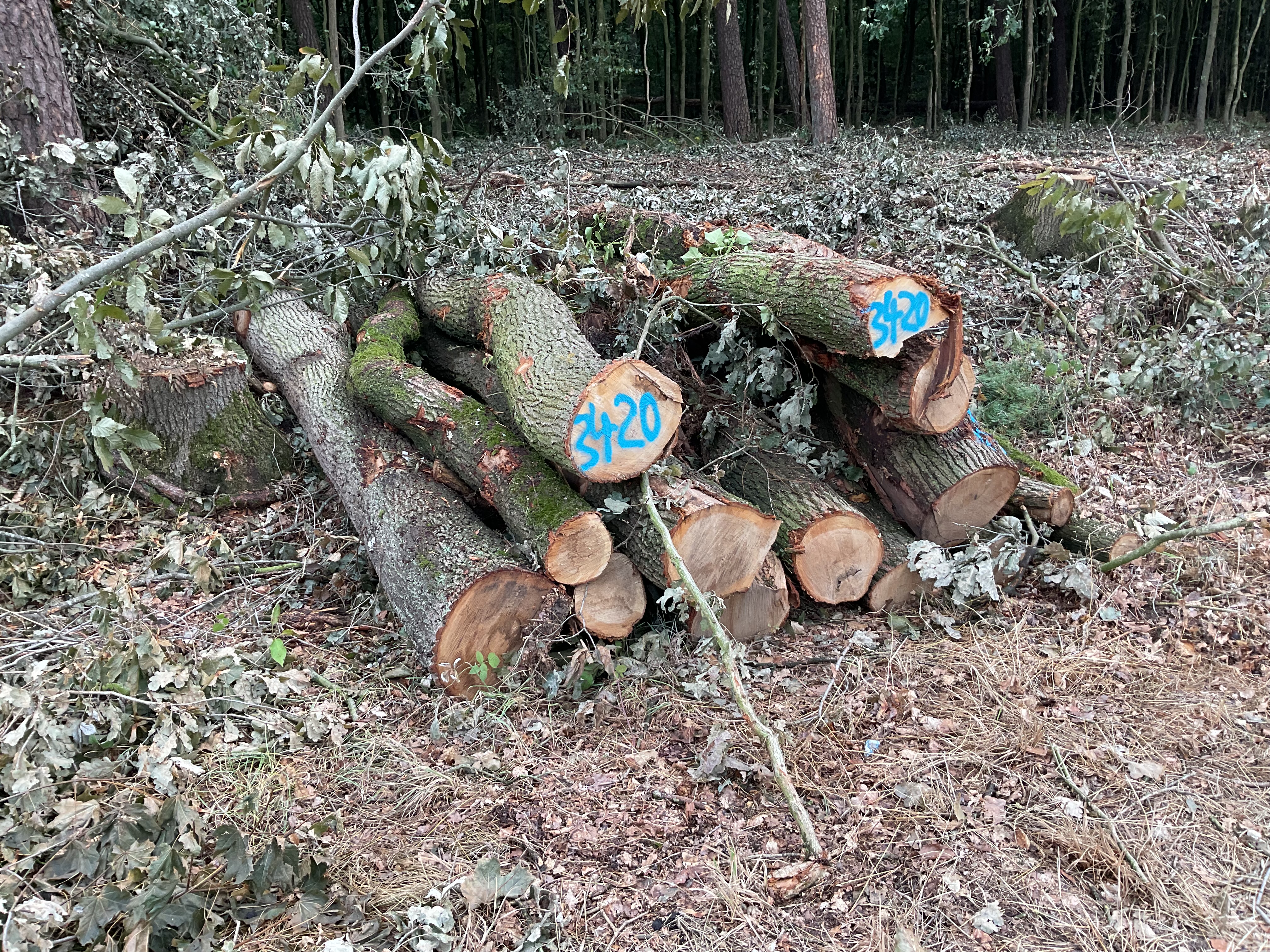 Eiche, Polter-Nr. 3420