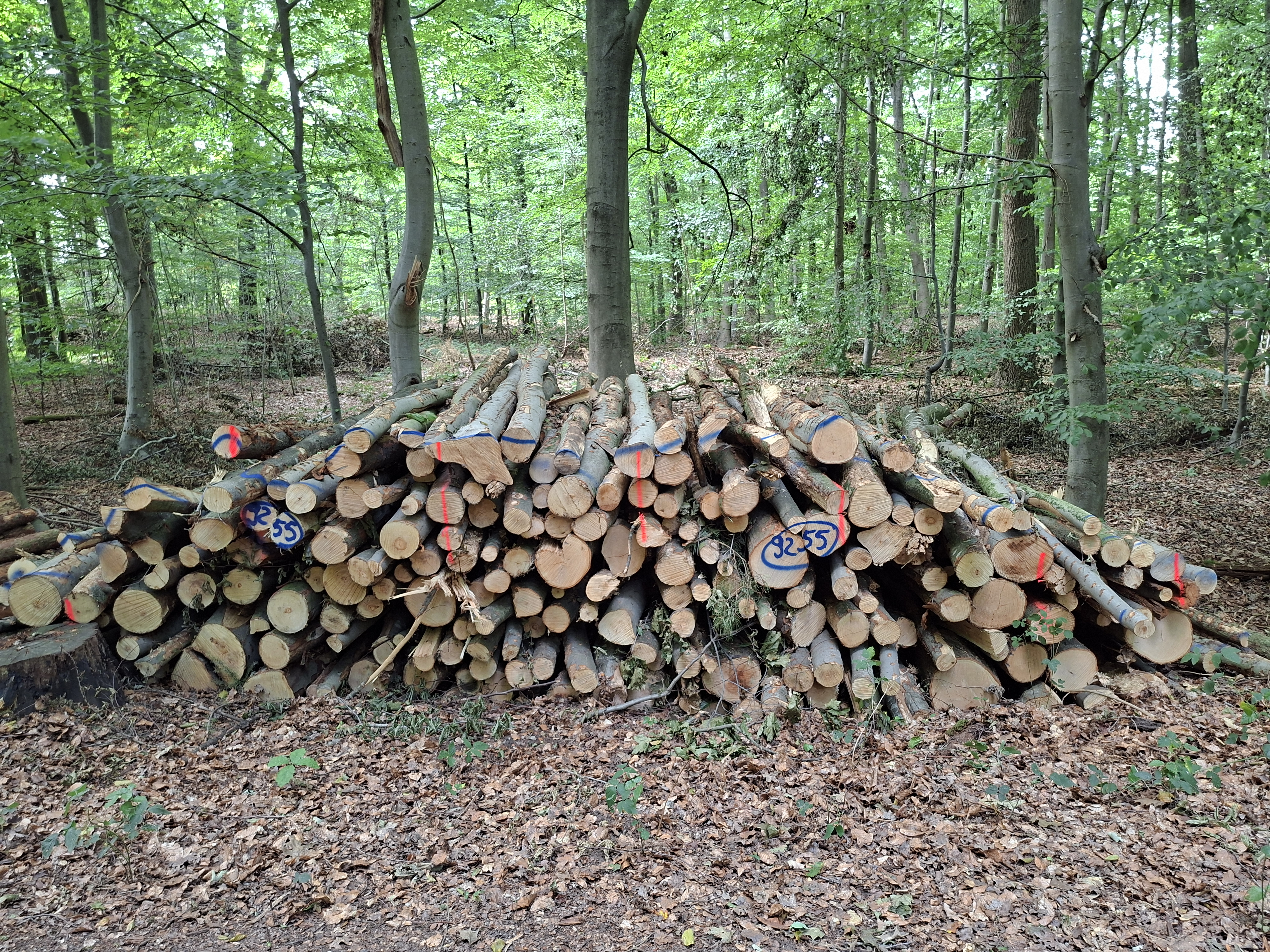 Roteiche, Polter-Nr. 9255 Roteiche, Polter-Nr. 9255