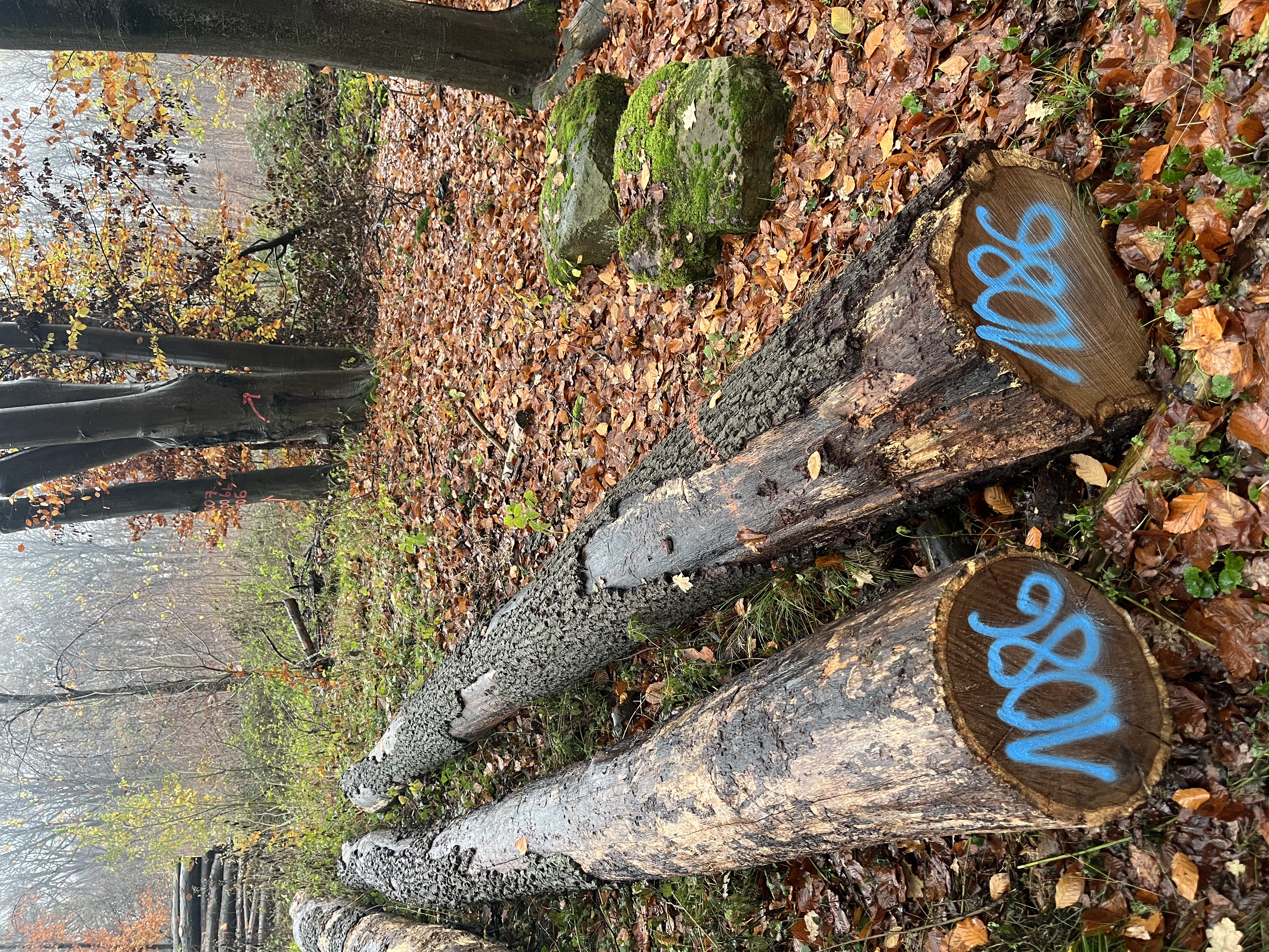 Eiche, Polter-Nr. 1086