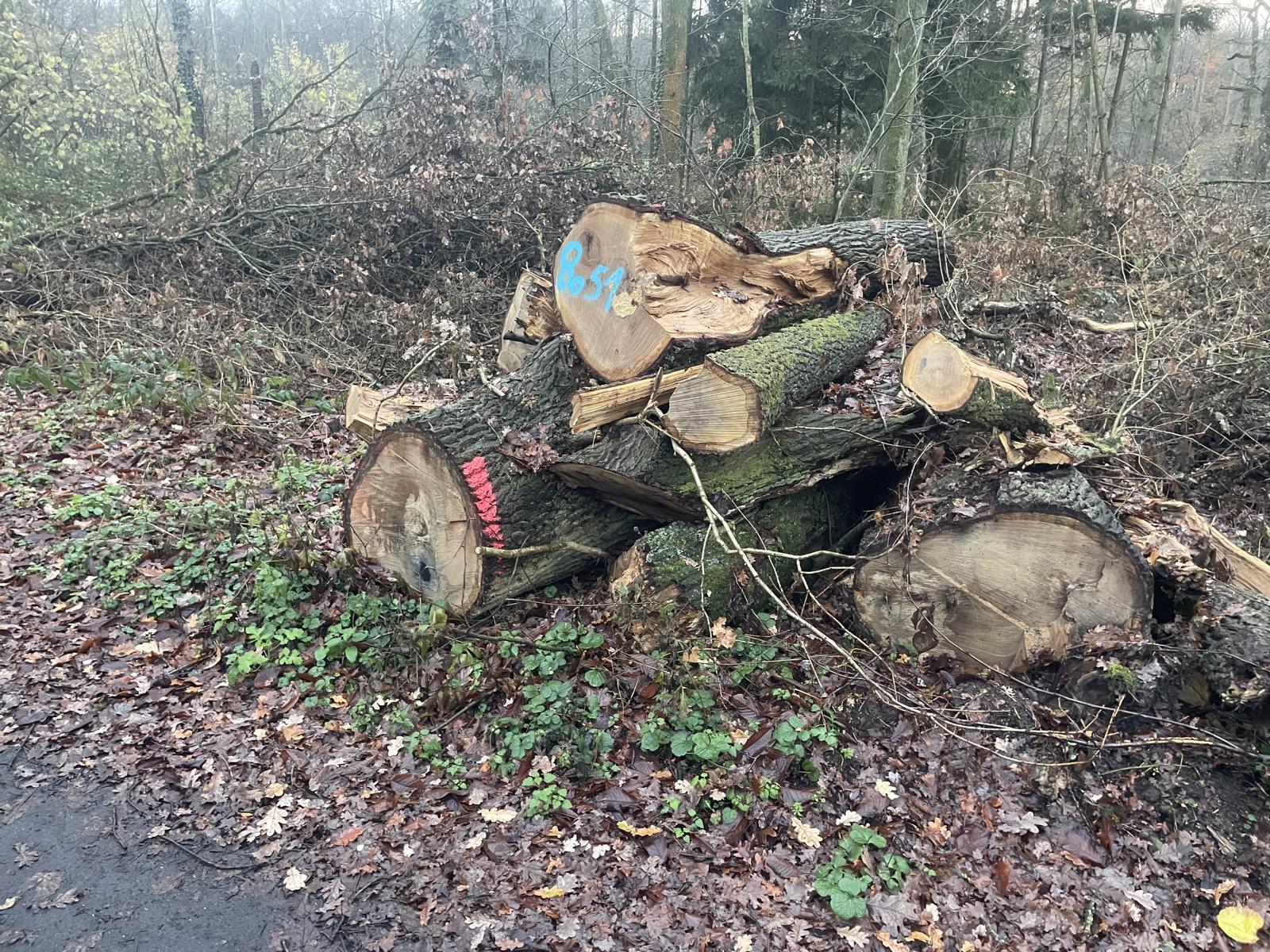 Eiche, Polter-Nr. 8051