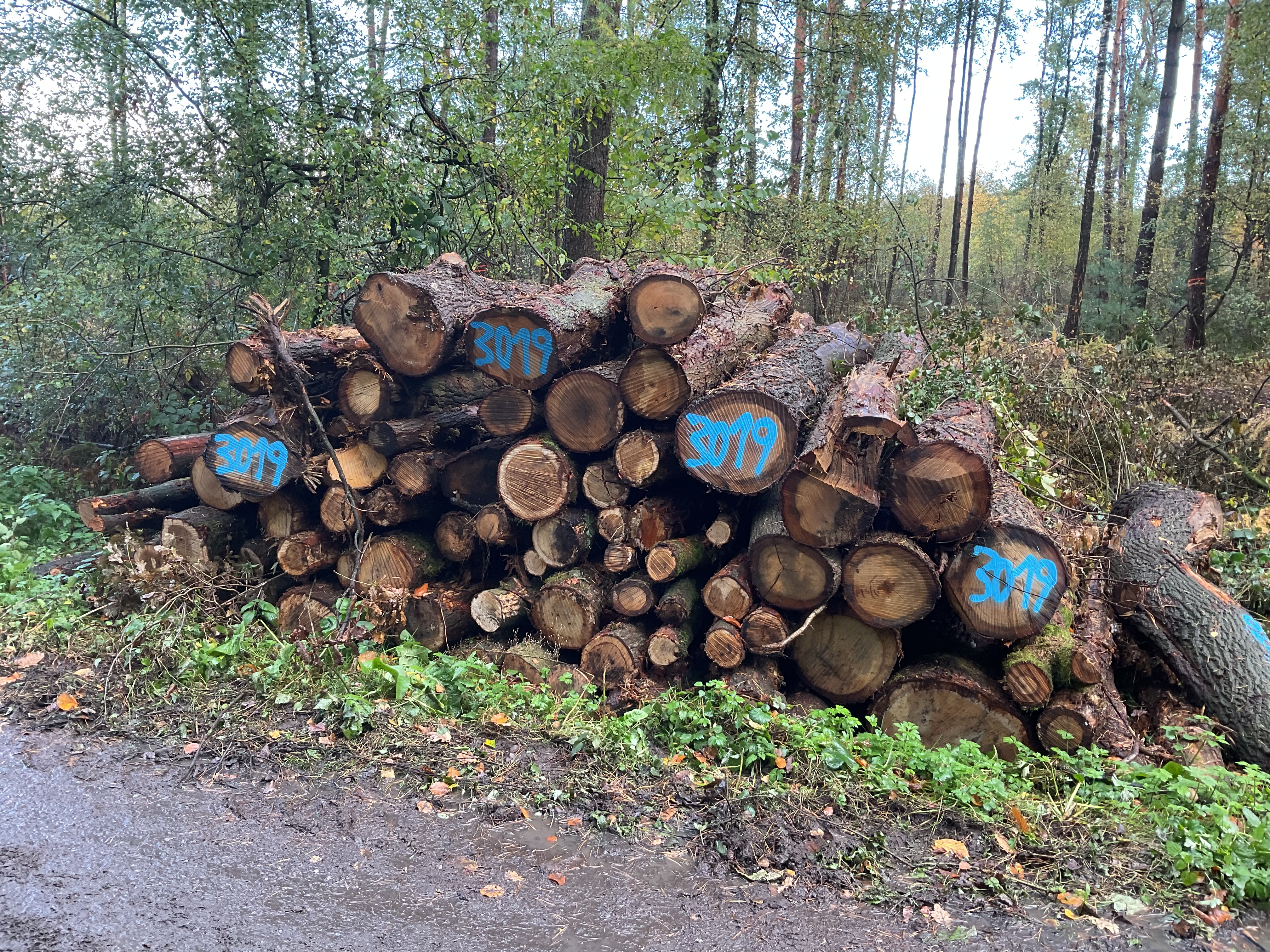 Eiche, Polter-Nr. 3019