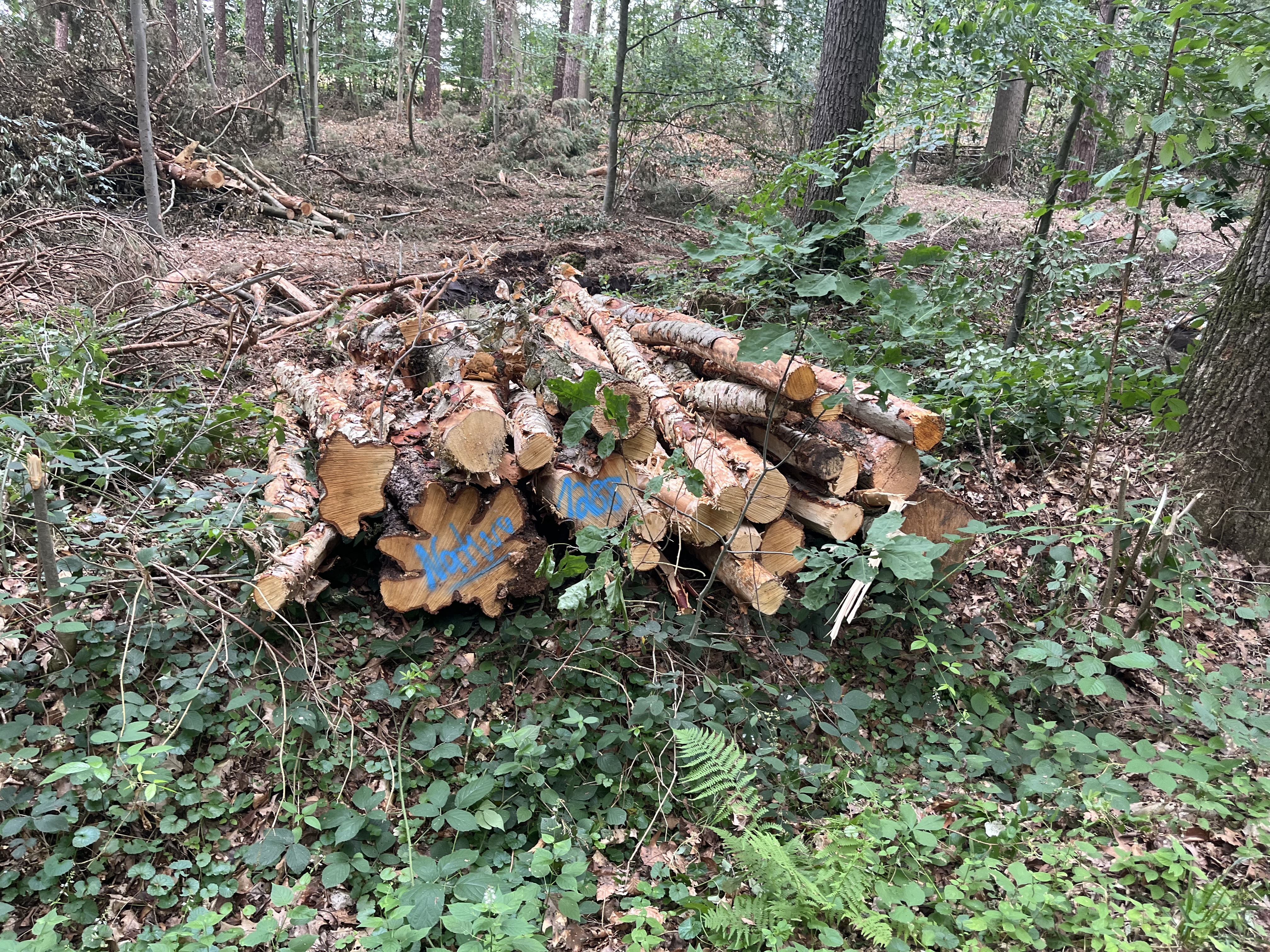 Birke/Erle, Polter-Nr. 1288