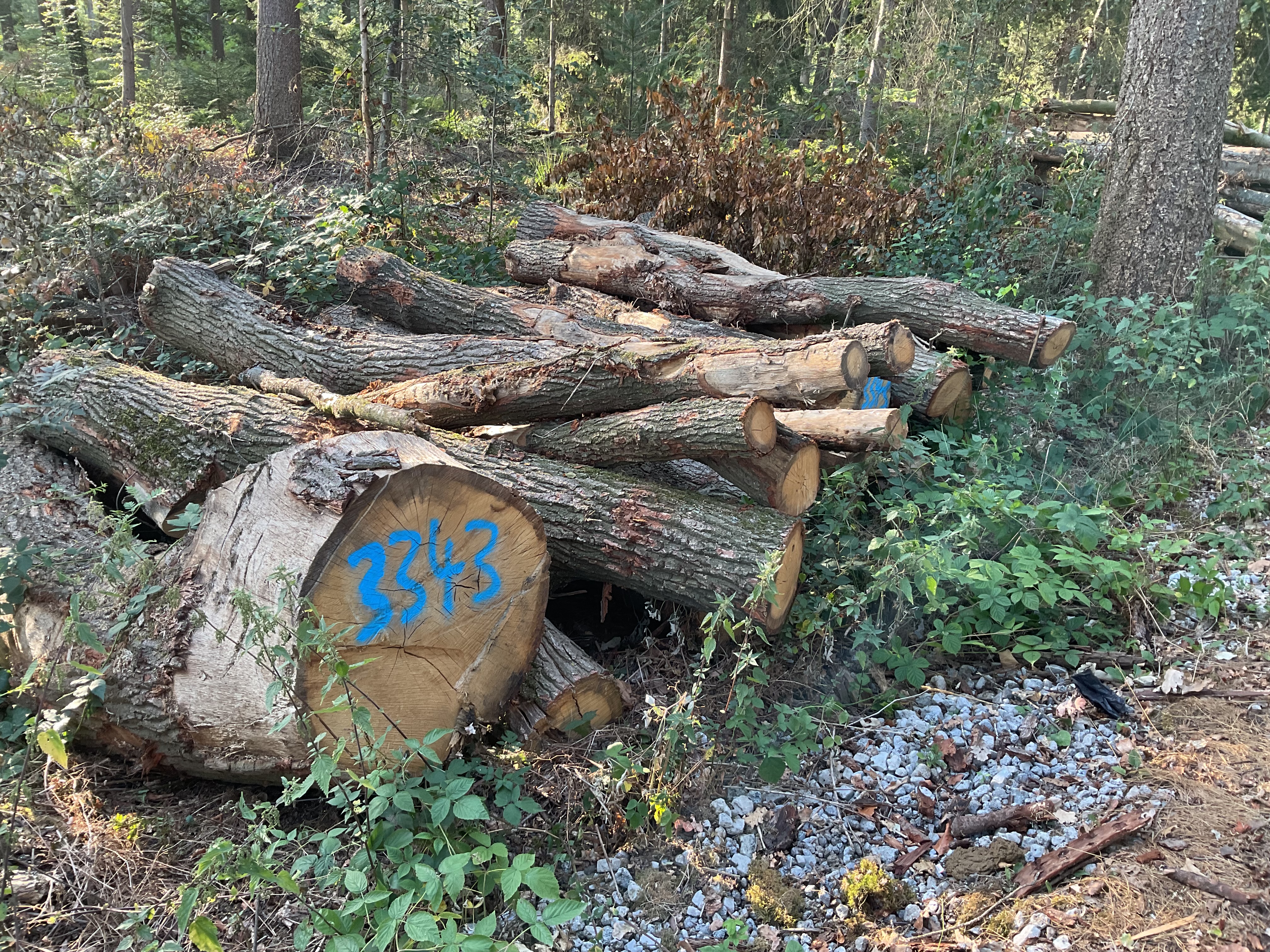 Eiche, Polter-Nr. 3343