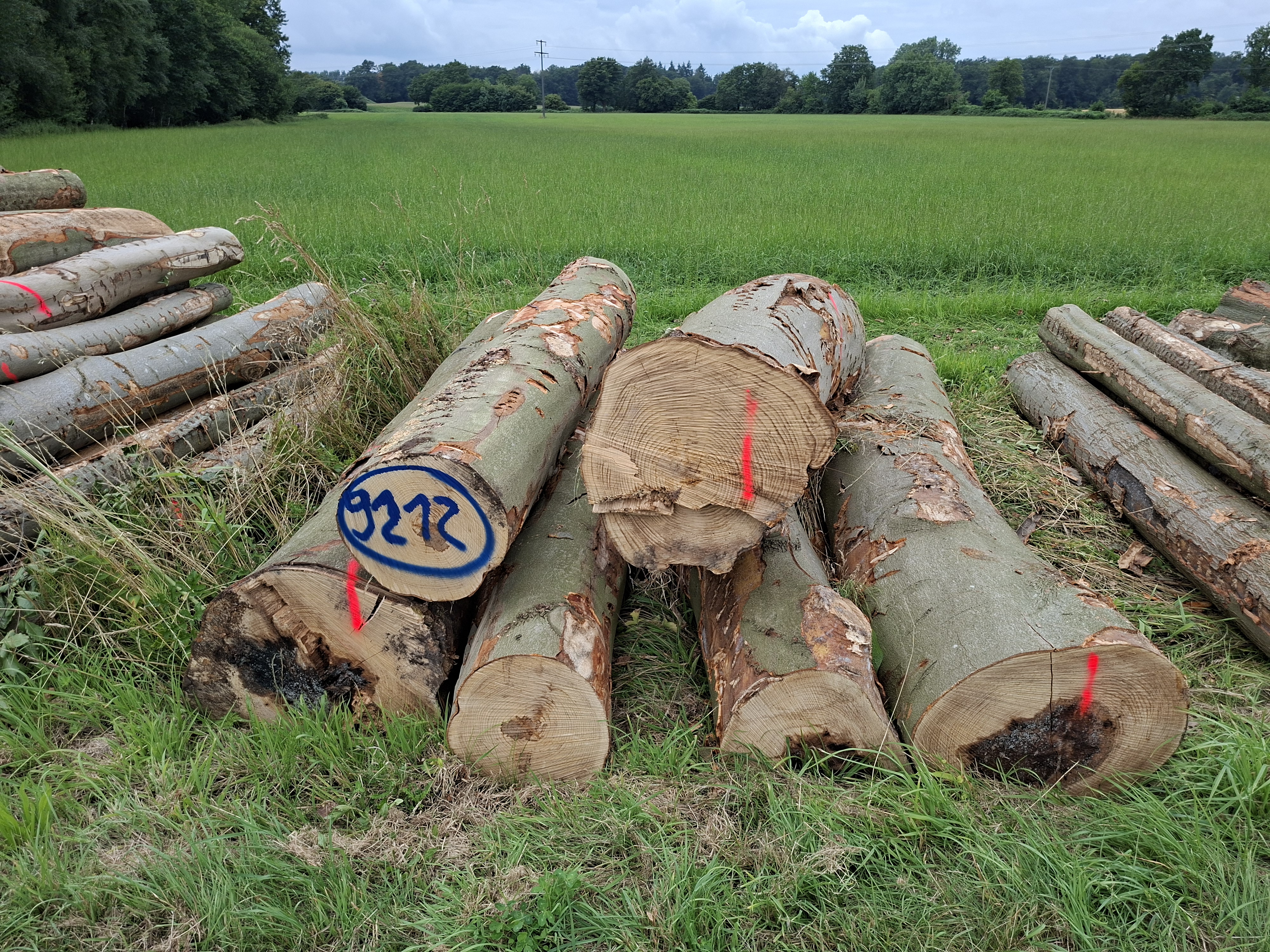 Buche, Polter-Nr. 9212