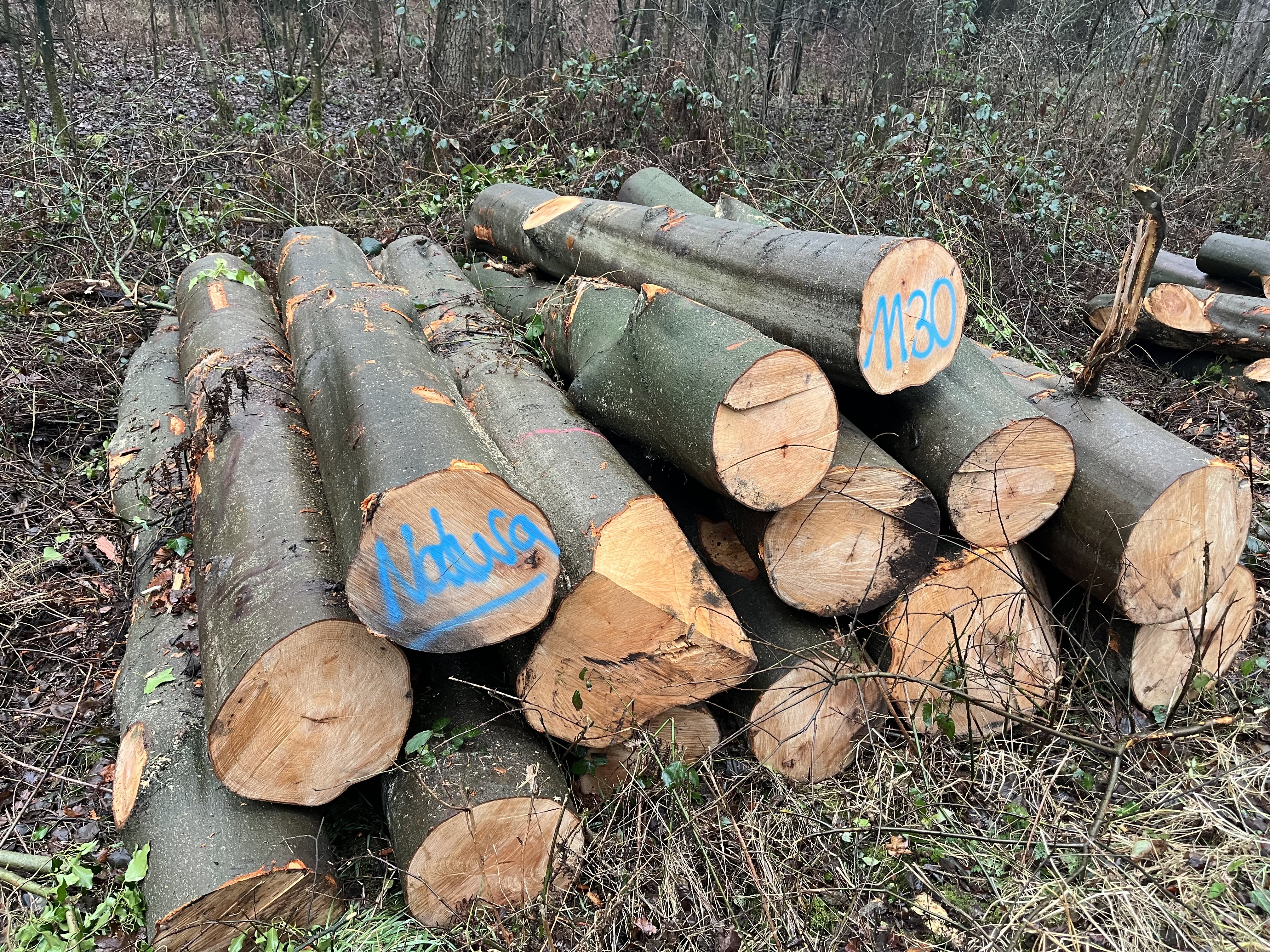 Buche, Polter-Nr. 1130