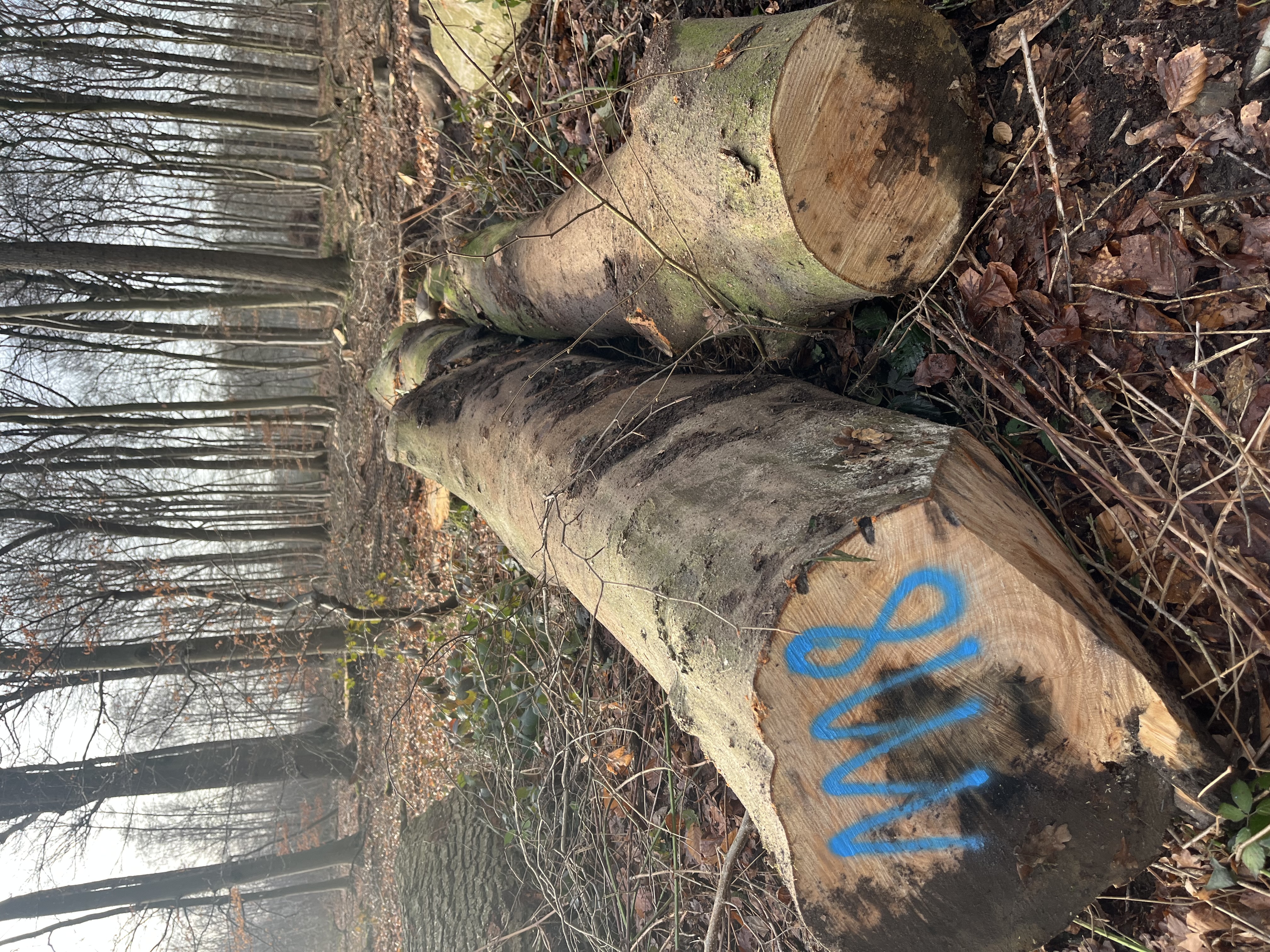 Buche, Polter-Nr. 1118